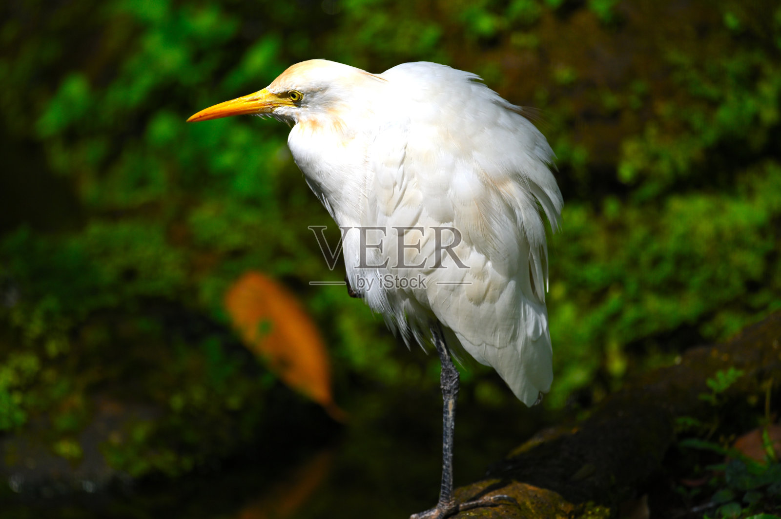 鹳鸟照片摄影图片