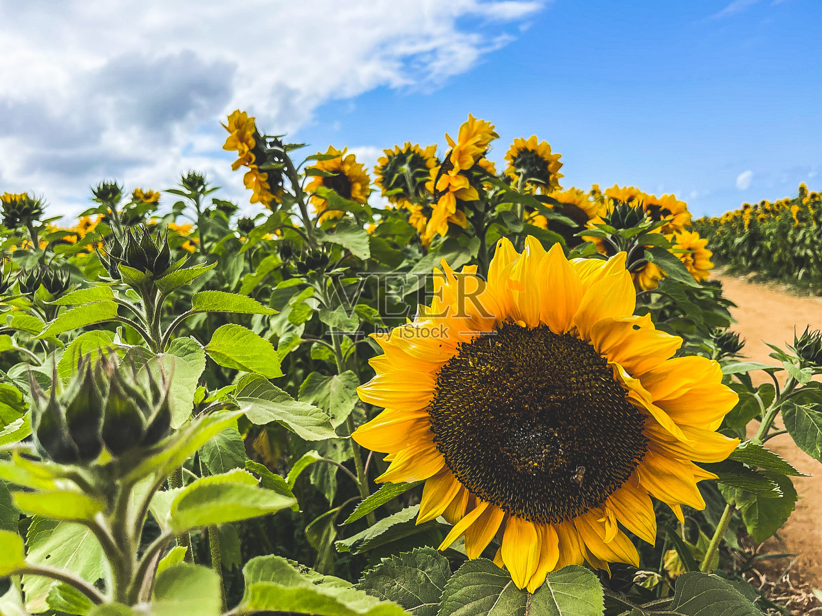 向日葵照片摄影图片