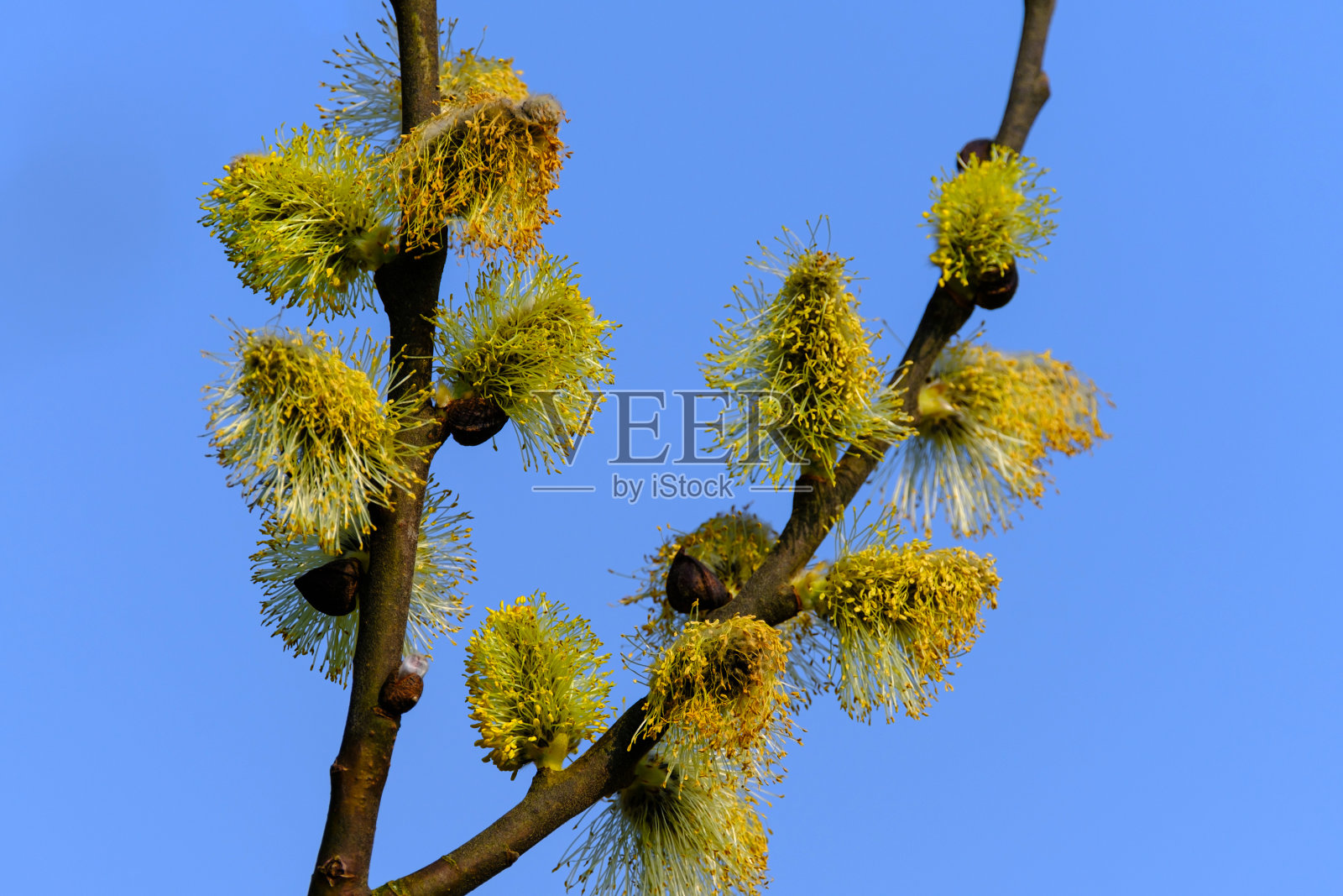 柳(Salix caprea)树枝上有毛绒绒的柳花特写，羊柳(Salix caprea)宏观上以蓝天为背景，柳(Salix caprea)树枝上有花蕾绽放照片摄影图片