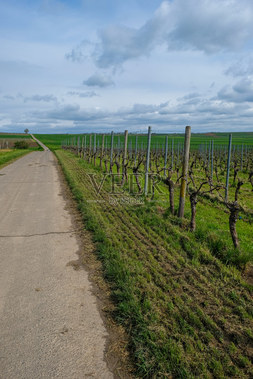 沿着远足小径修剪整齐的藤蔓。照片摄影图片