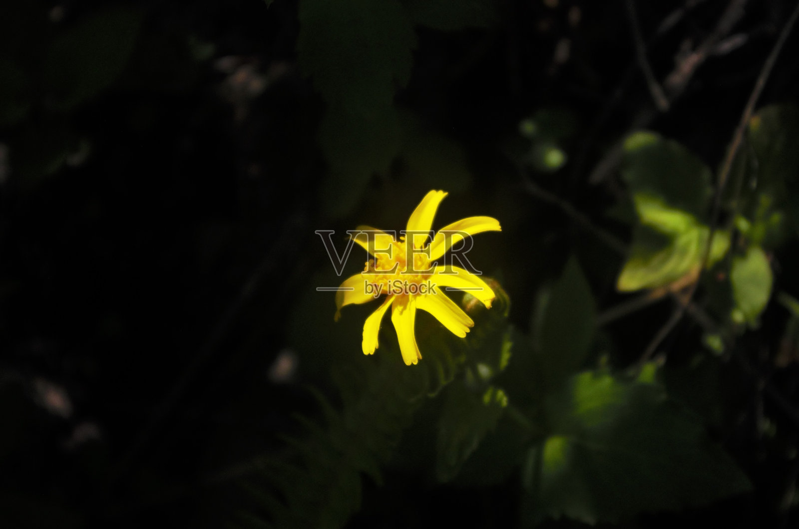 单黄色野花在光和阴影照片摄影图片