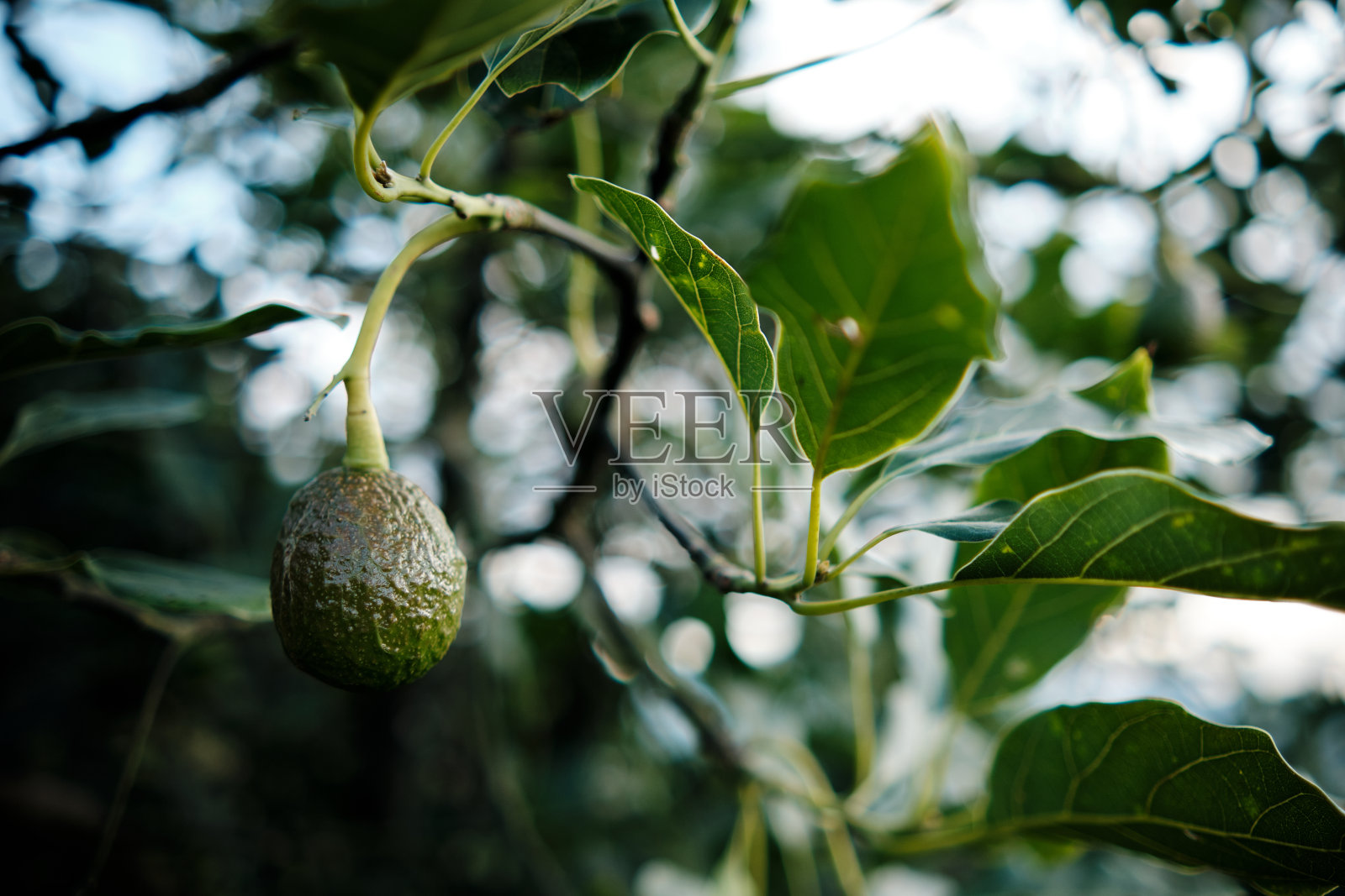 挂在牛油果树上的天然哈斯果照片摄影图片
