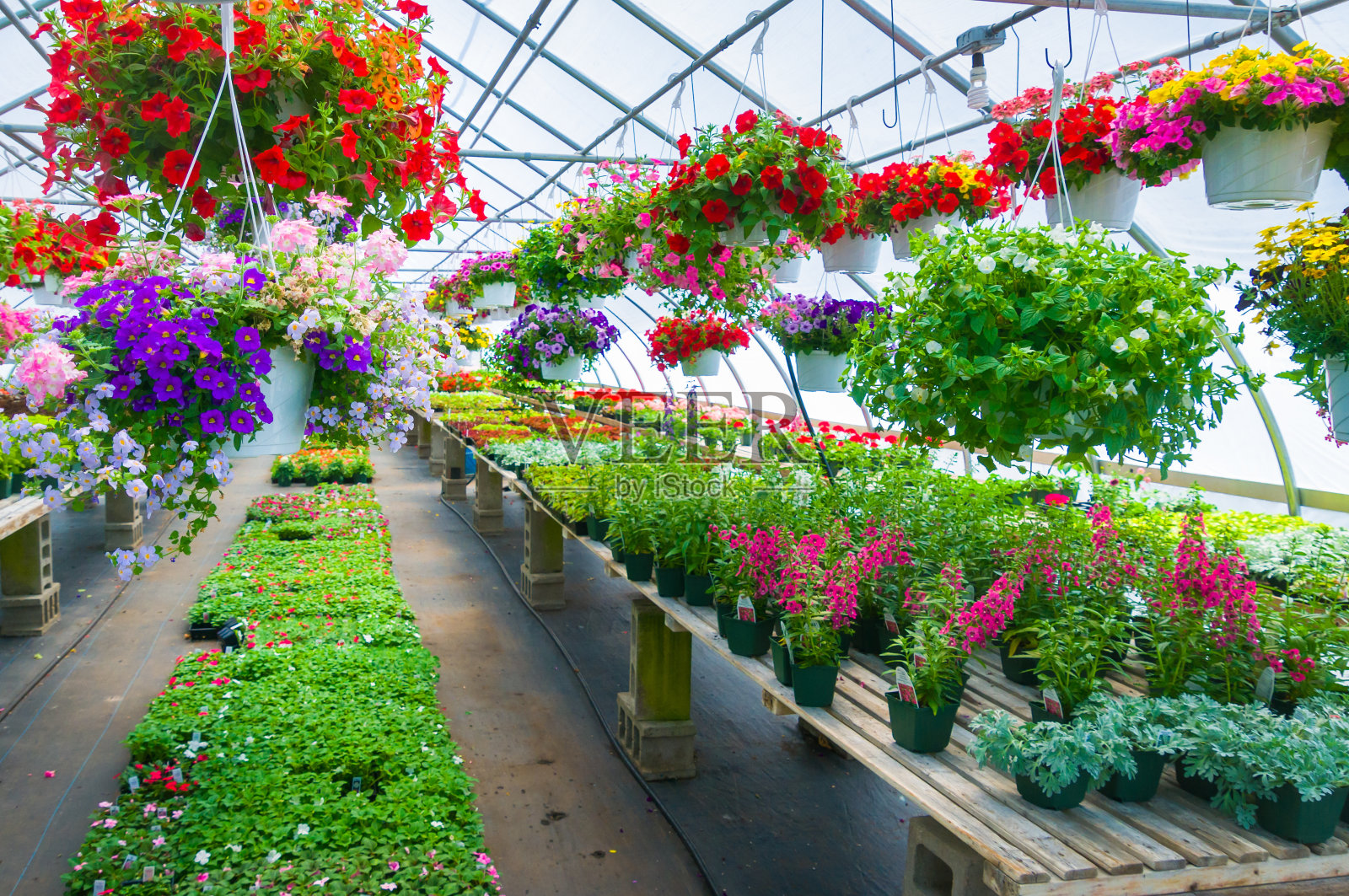 温室产品照片摄影图片