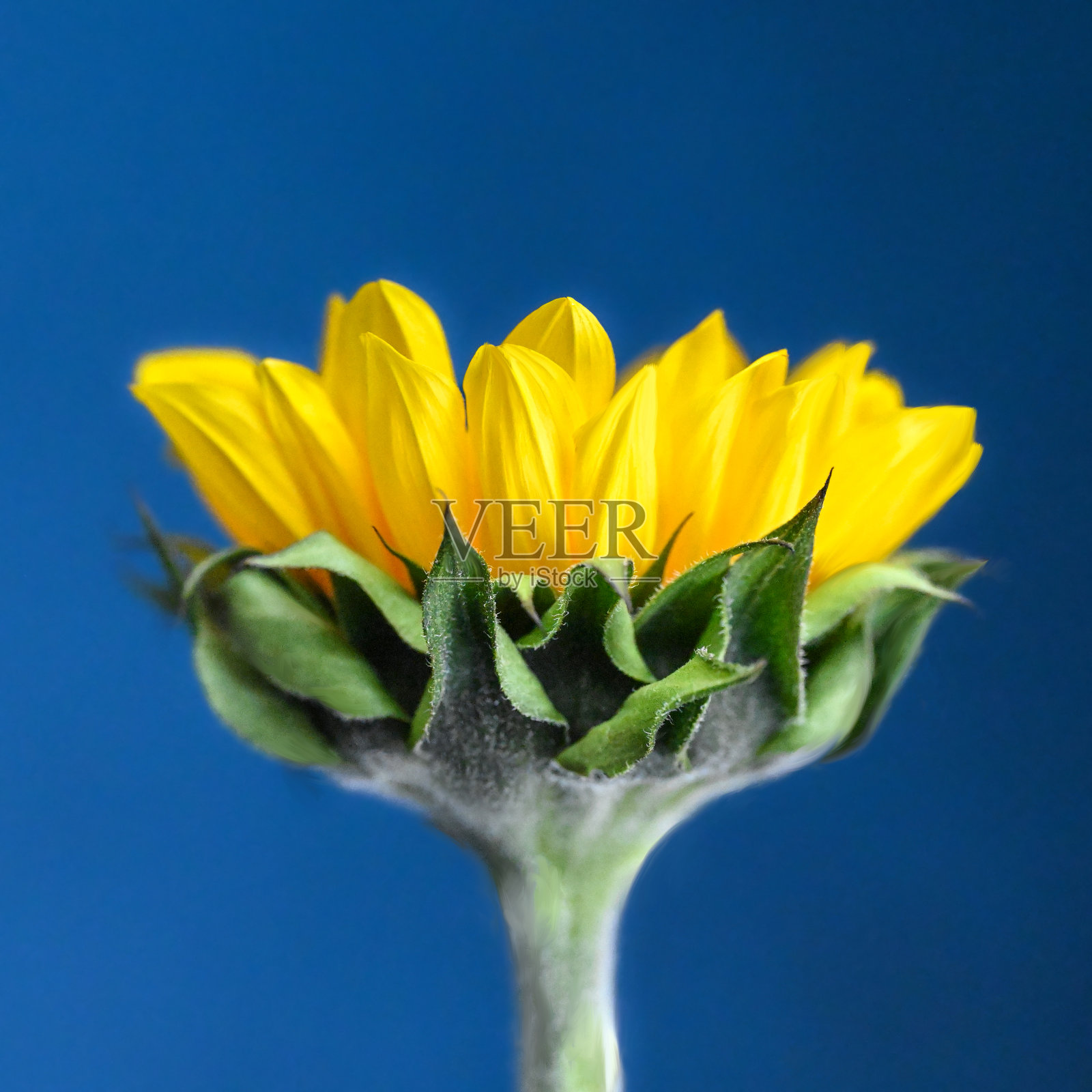 向日葵照片摄影图片