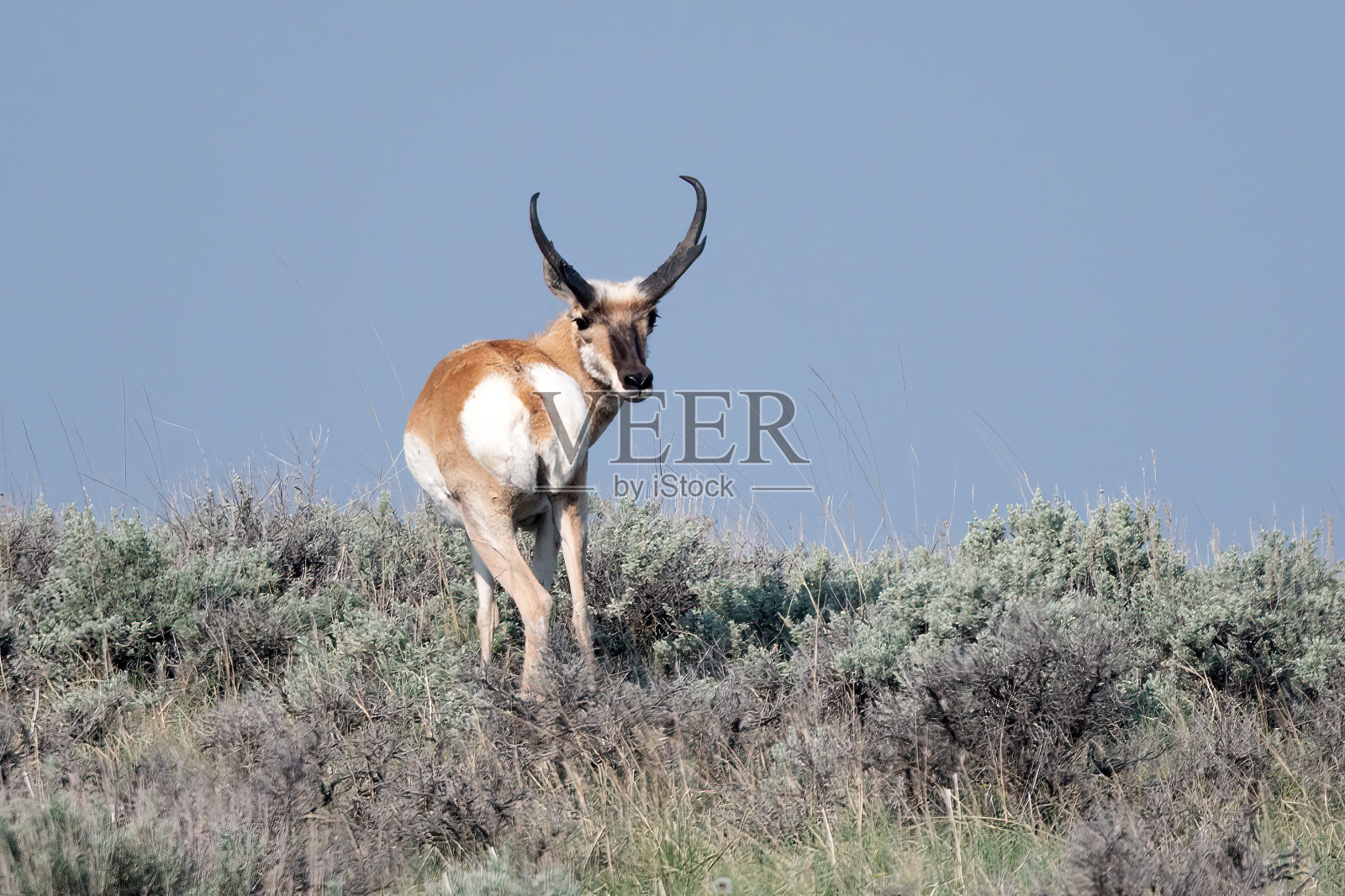 羚羊或叉角羚站在北美西部美国蒙大拿州中部的小山上照片摄影图片