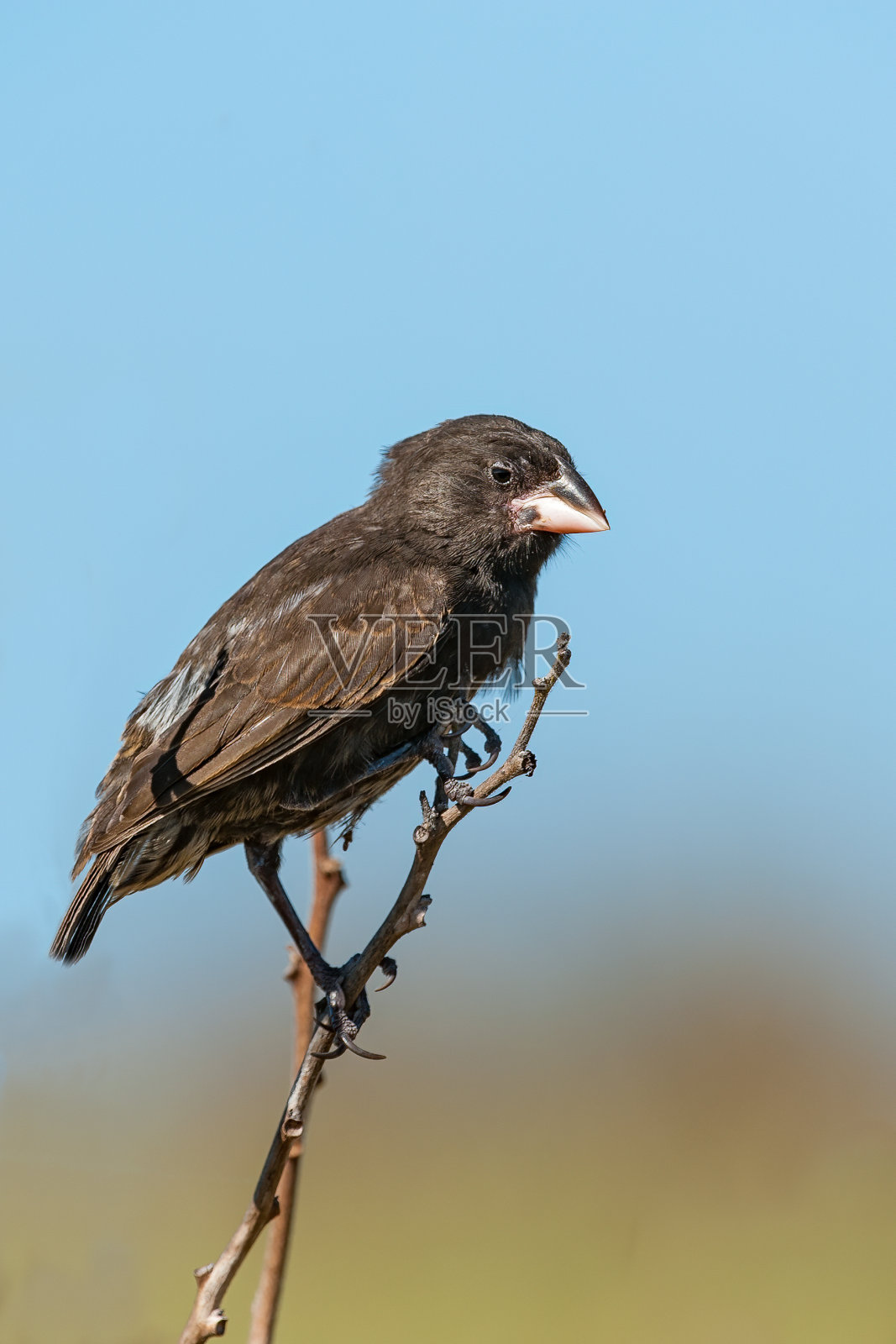 仙人掌雀(学名:Geospiza conirostris)是雀科雀鸟的一种。它是达尔文的雀类之一，是Galápagos岛屿的特有物种，在那里它仅限于Española。蓬塔苏亚雷斯的大型仙人掌雀;罩Islan照片摄影图片