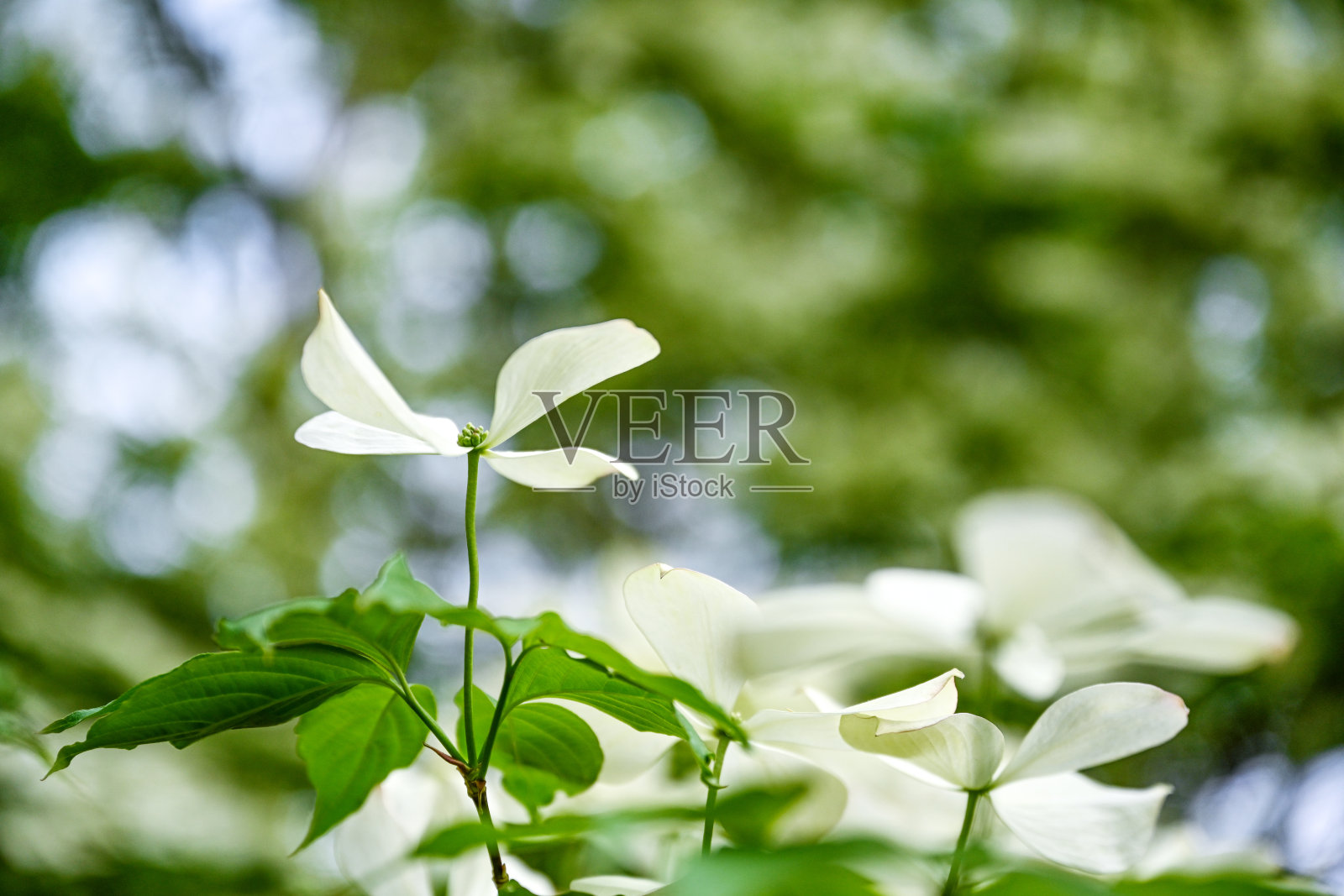 山茱萸花朵照片摄影图片