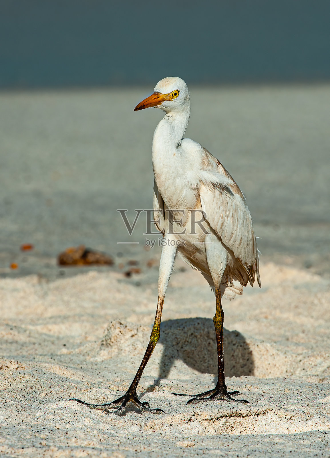 牛白鹭，朱鹭，加德纳湾，胡德岛;西班牙,岛加拉帕戈斯群岛;加拉帕戈斯群岛;厄瓜多尔照片摄影图片