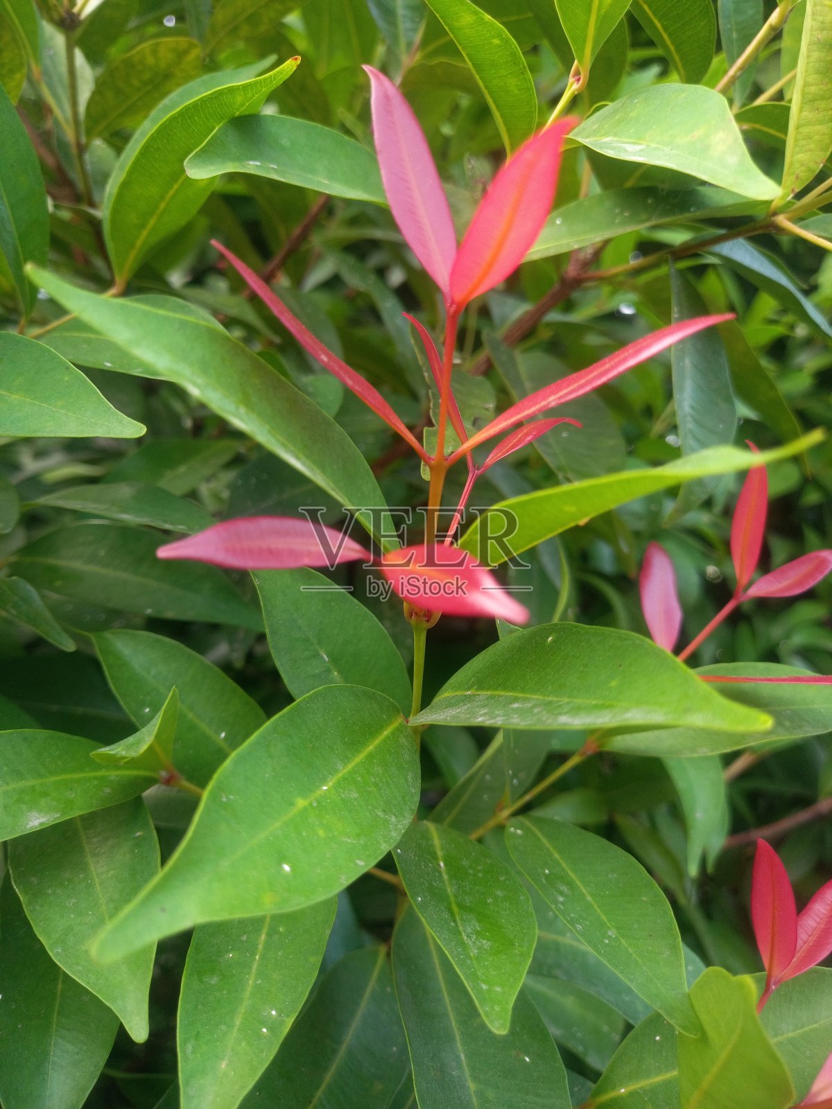 桃金娘属植物照片摄影图片