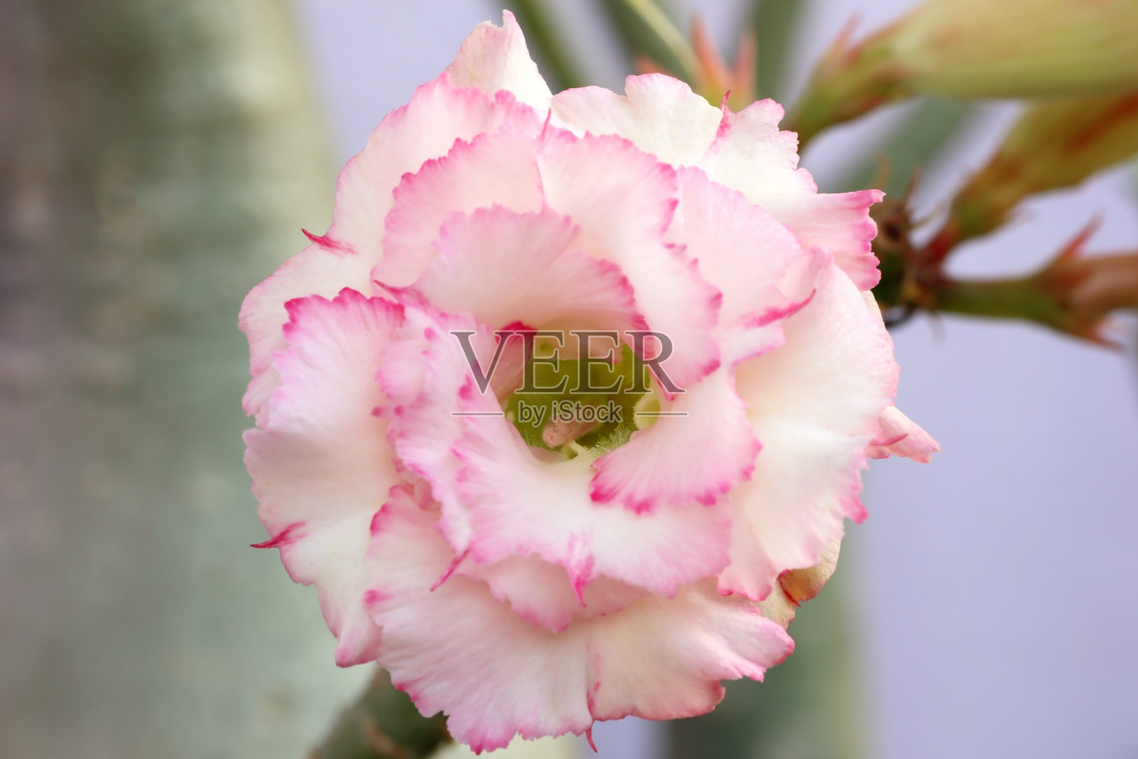 粉红色的花，盛开在绿色的叶子和墙壁背景。照片摄影图片