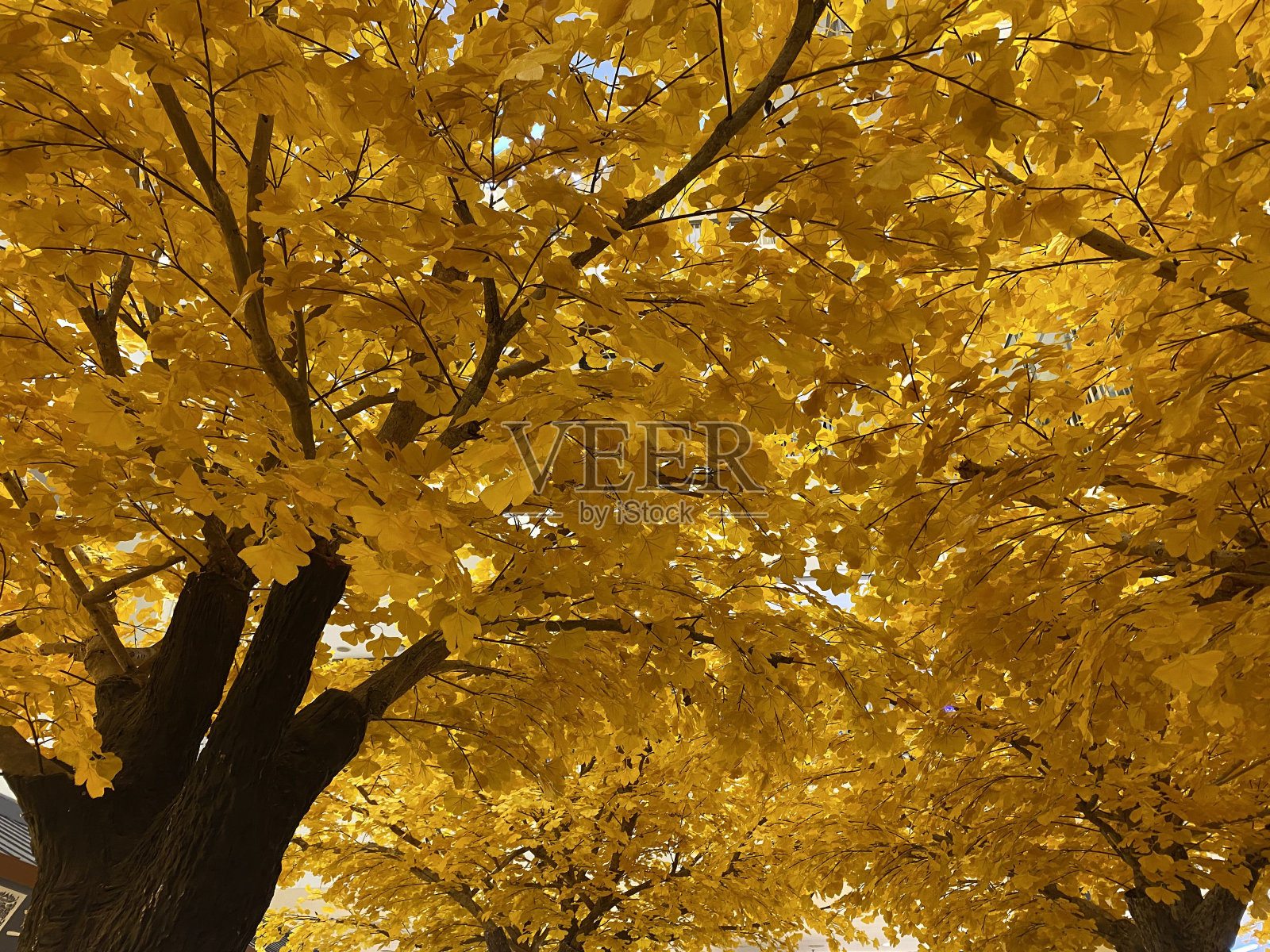 人工树木照片摄影图片