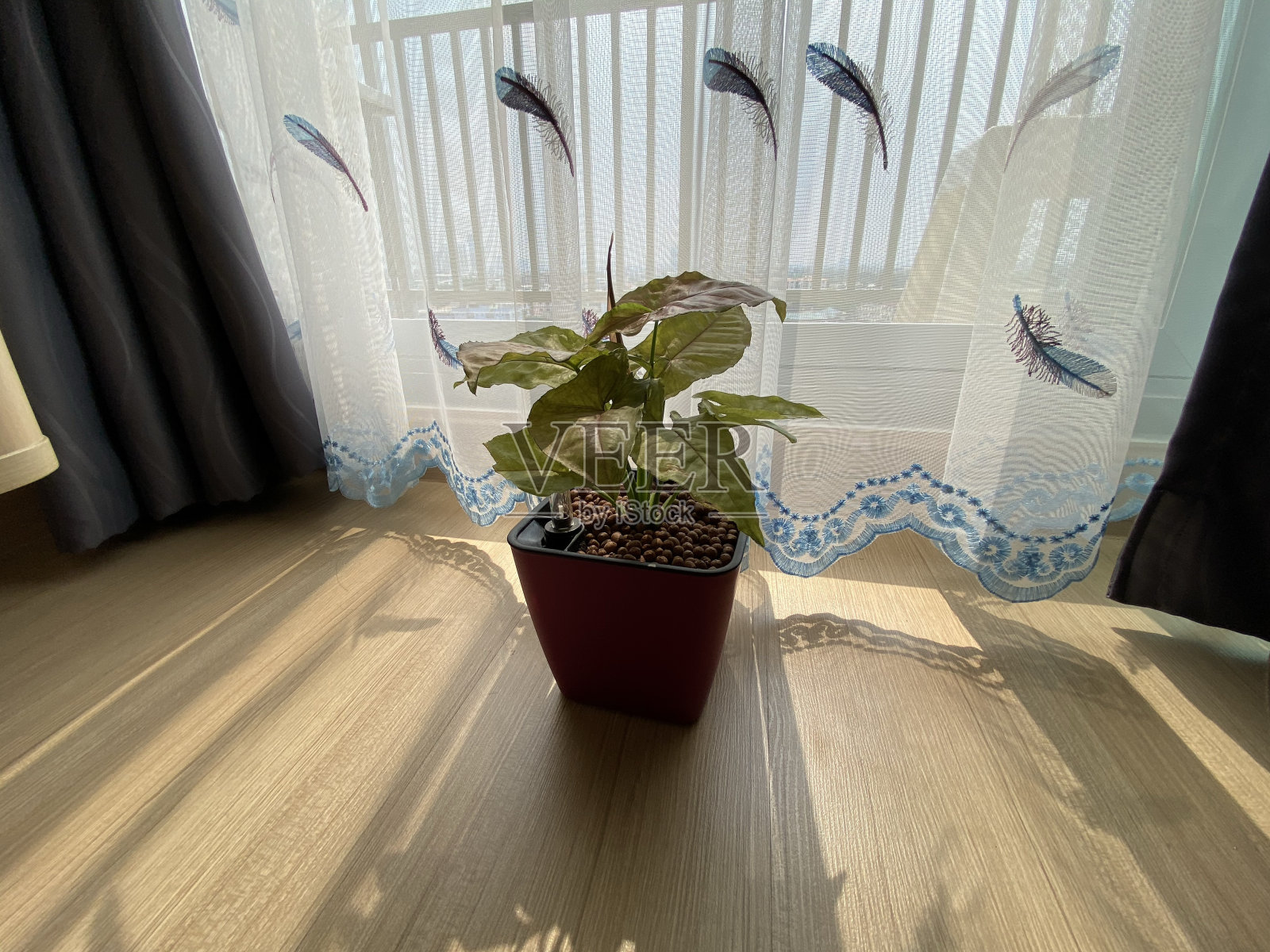 室内盆栽照片摄影图片