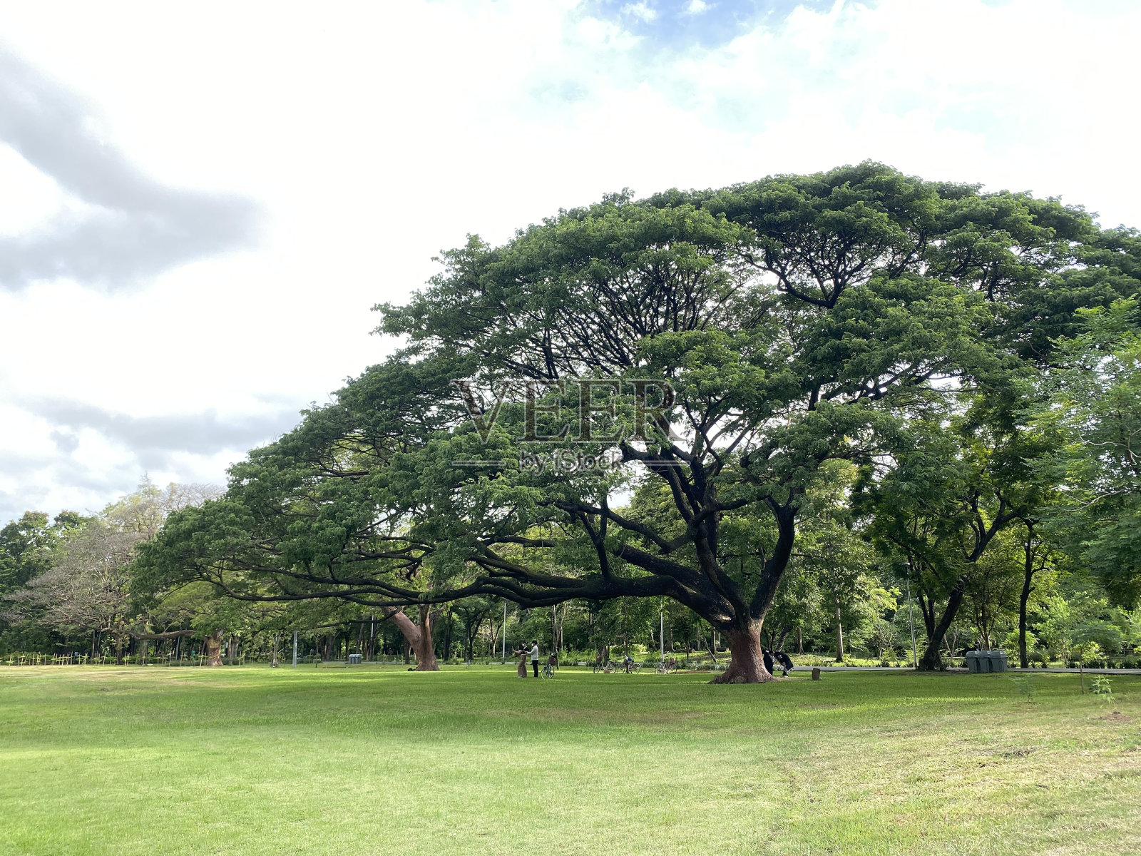 恰都乍公园的一棵大树特写照片摄影图片