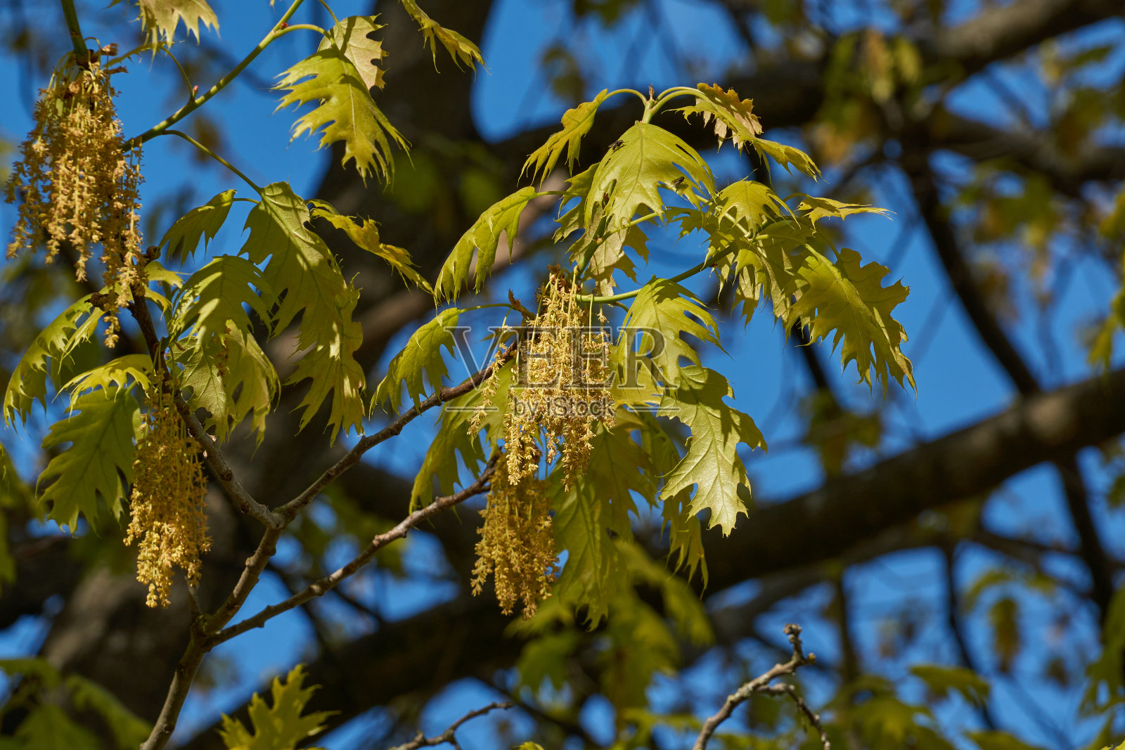 红橡木(晚)栎树开花，花序开花。照片摄影图片
