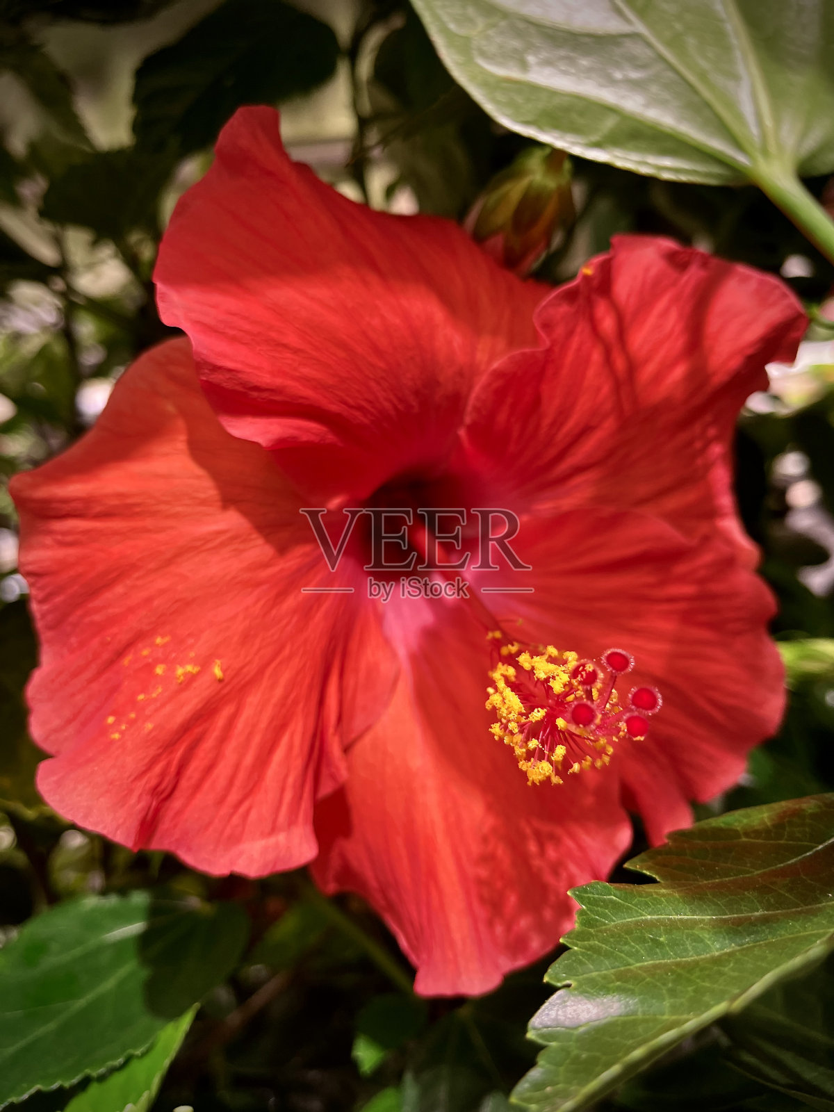 红色的芙蓉照片摄影图片