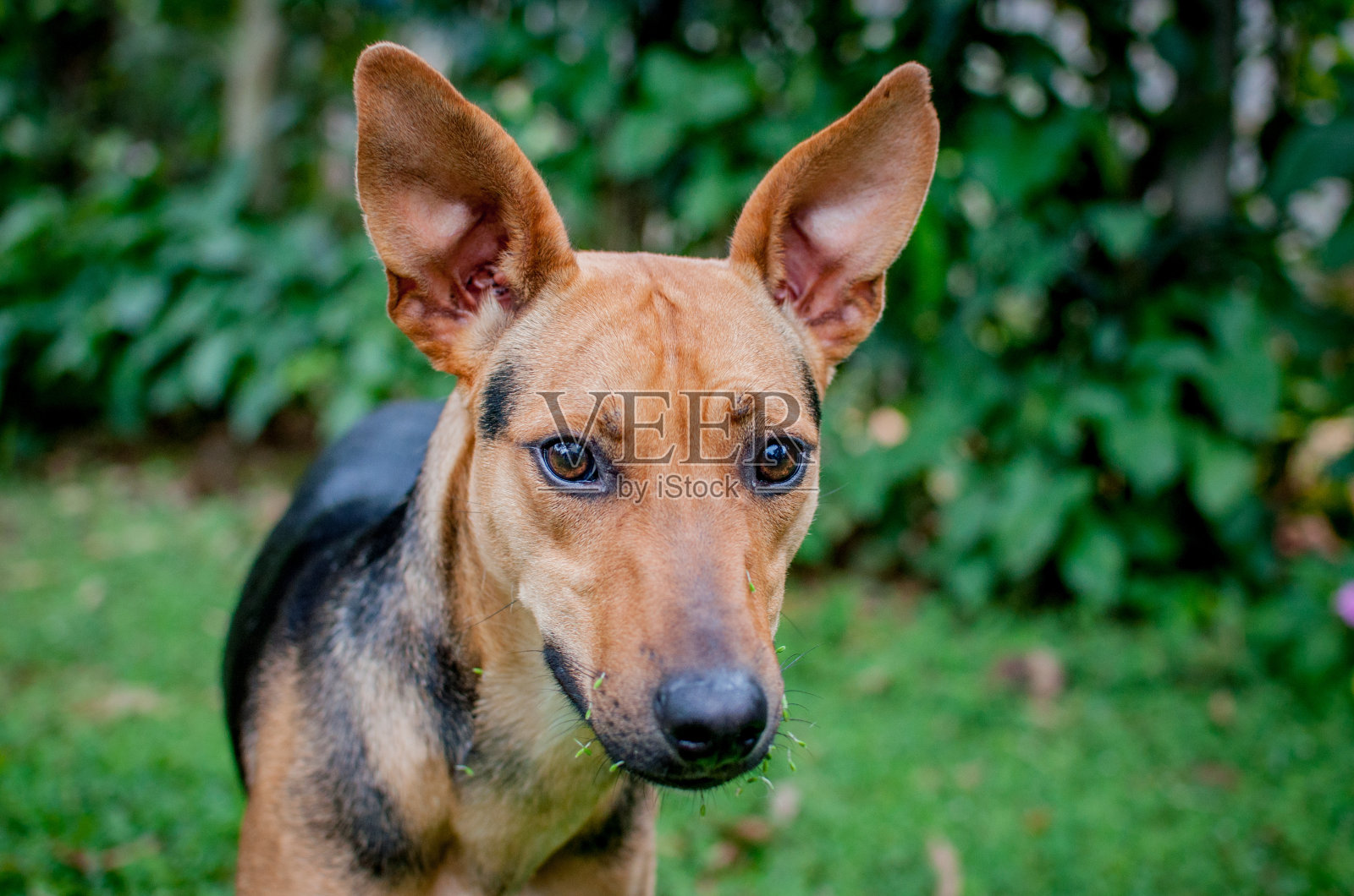 混合品种的棕色狗肖像照片摄影图片