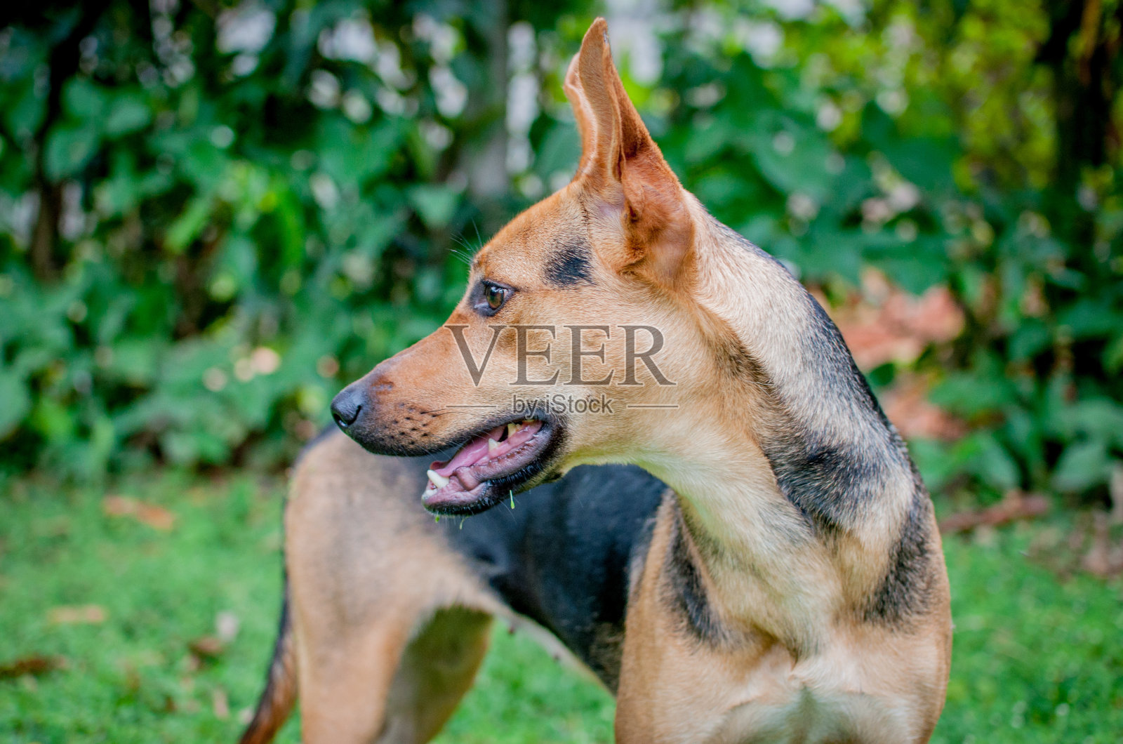 混合品种的棕色狗肖像照片摄影图片