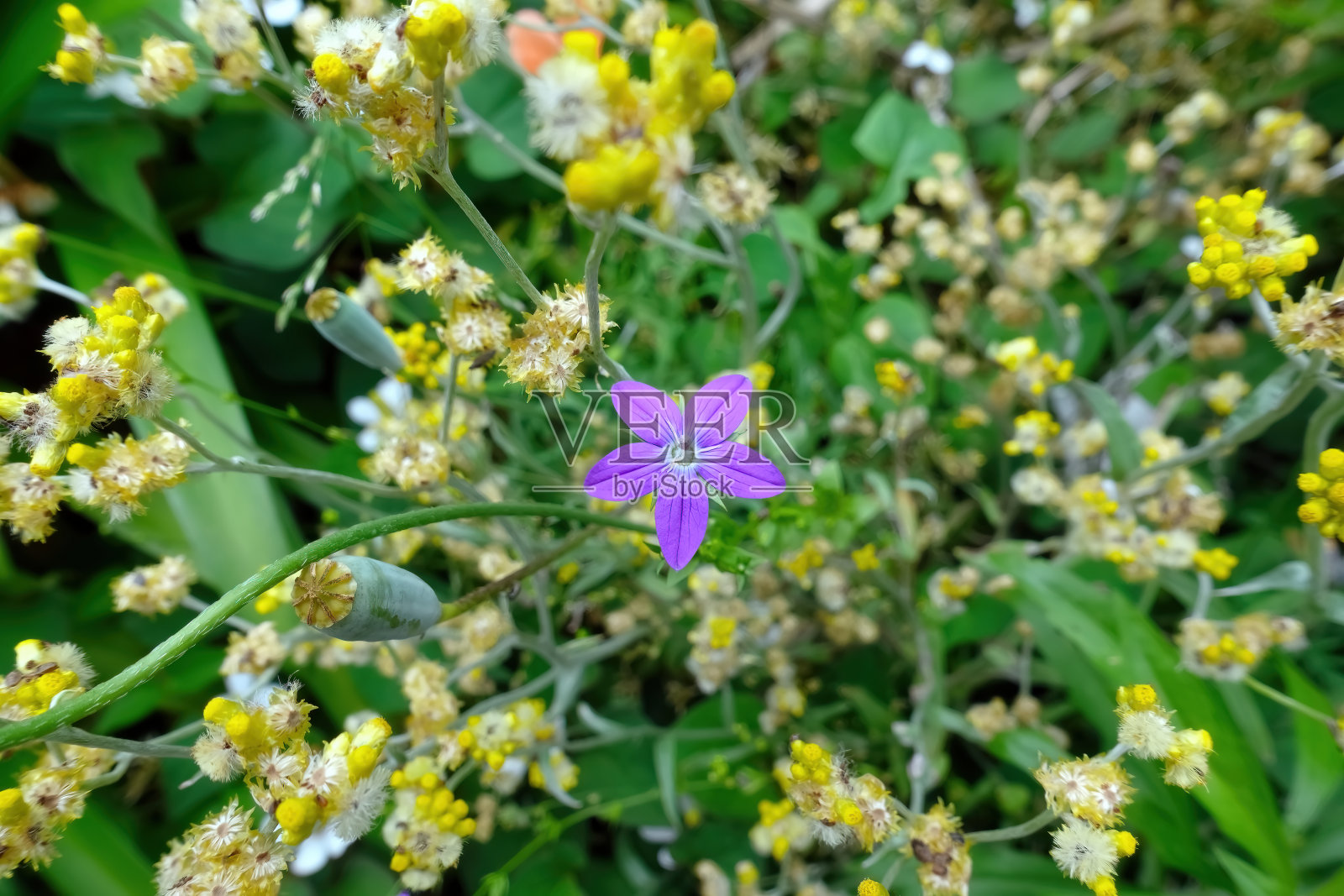 一朵紫色的花，开得很平，开得很可爱照片摄影图片