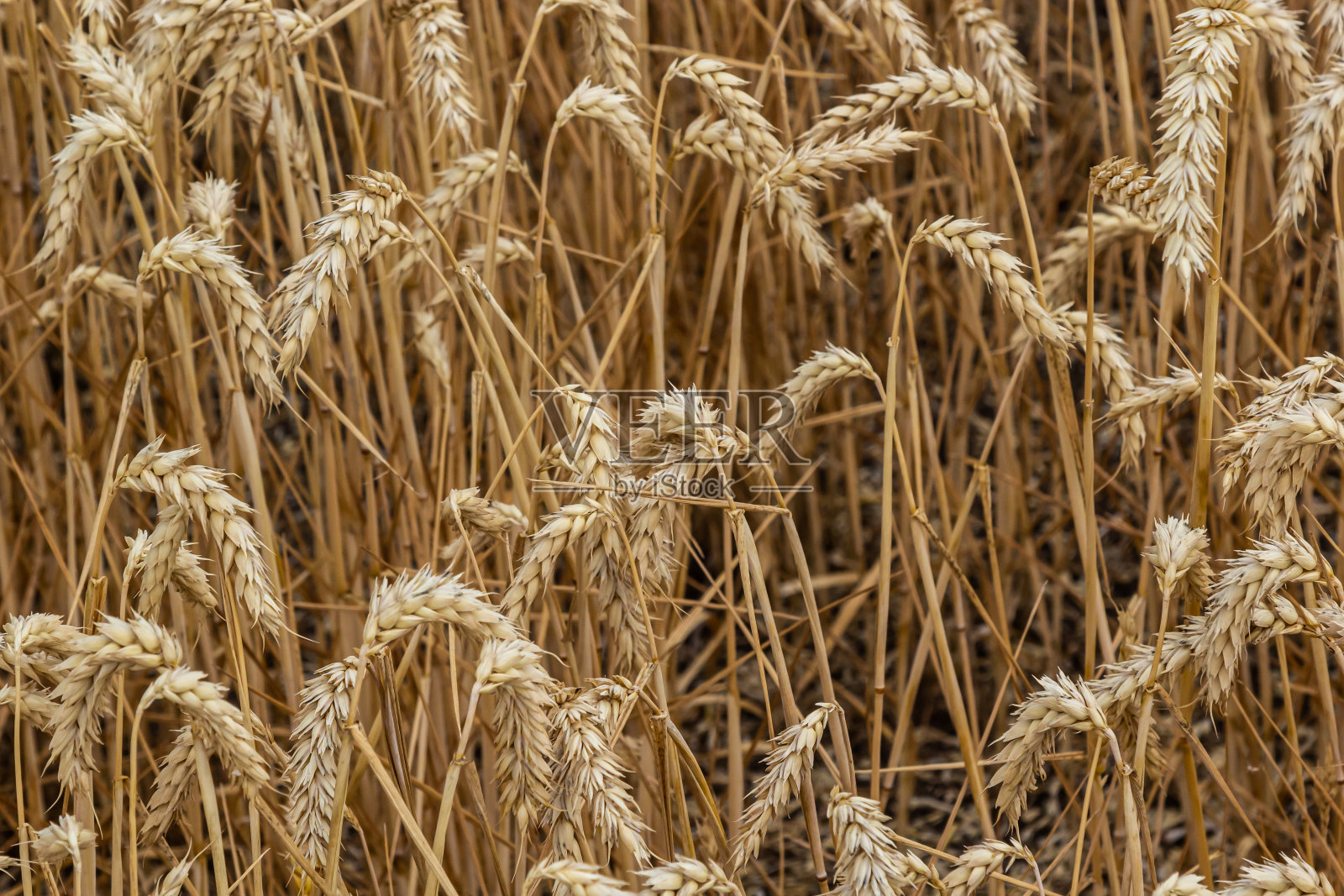 农村的风景。麦穗成熟的背景和阳光。作物领域。有选择性的重点。场景观照片摄影图片