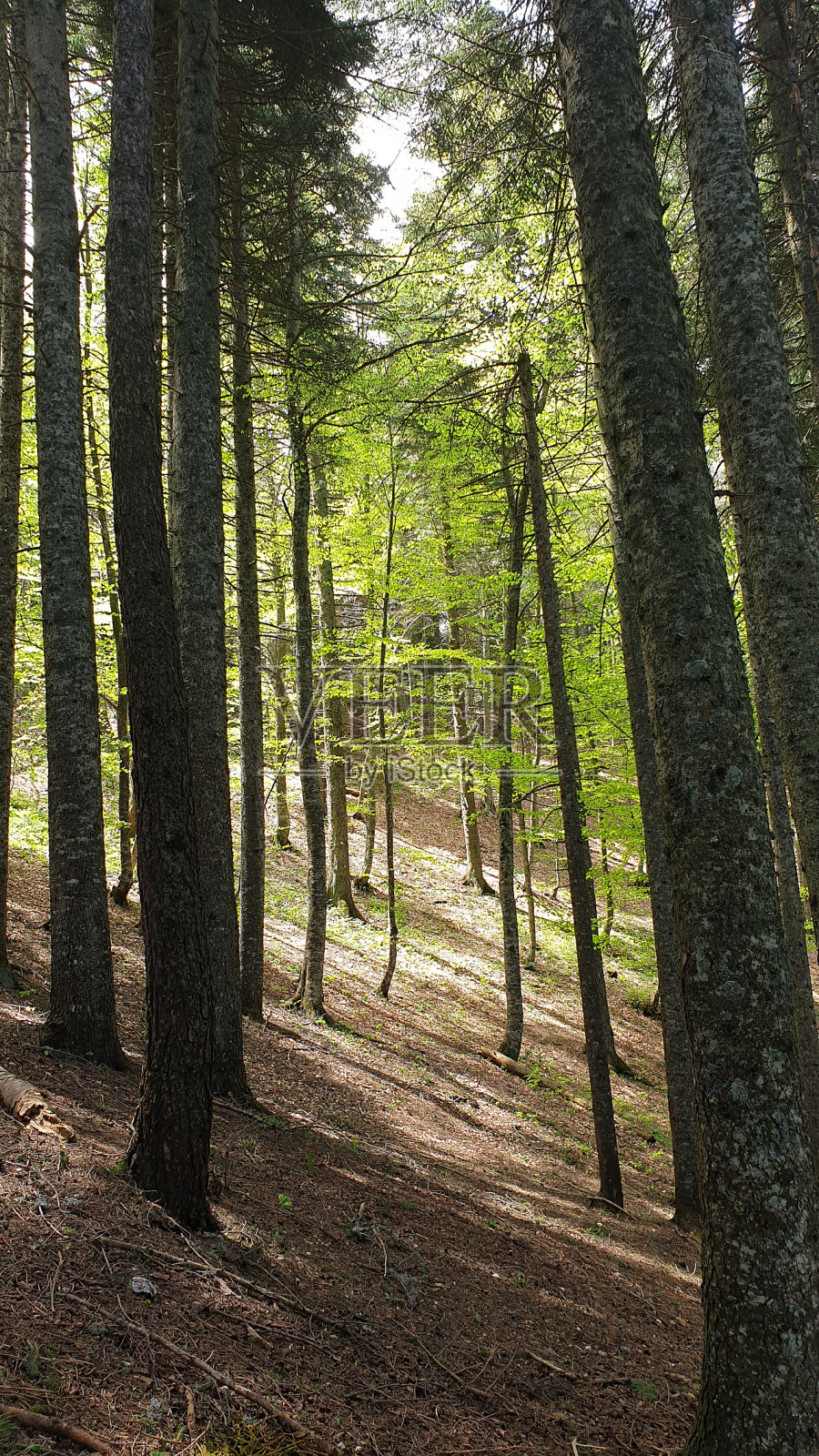 森林沐浴——树木和阳光照片摄影图片