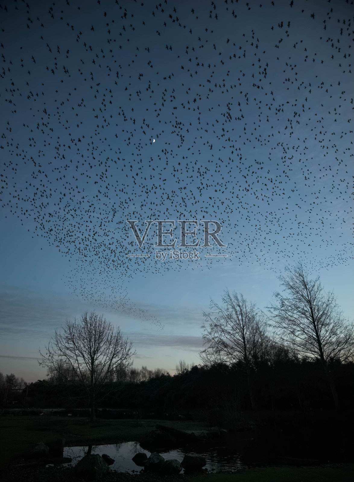 燕八哥的淙淙声照片摄影图片