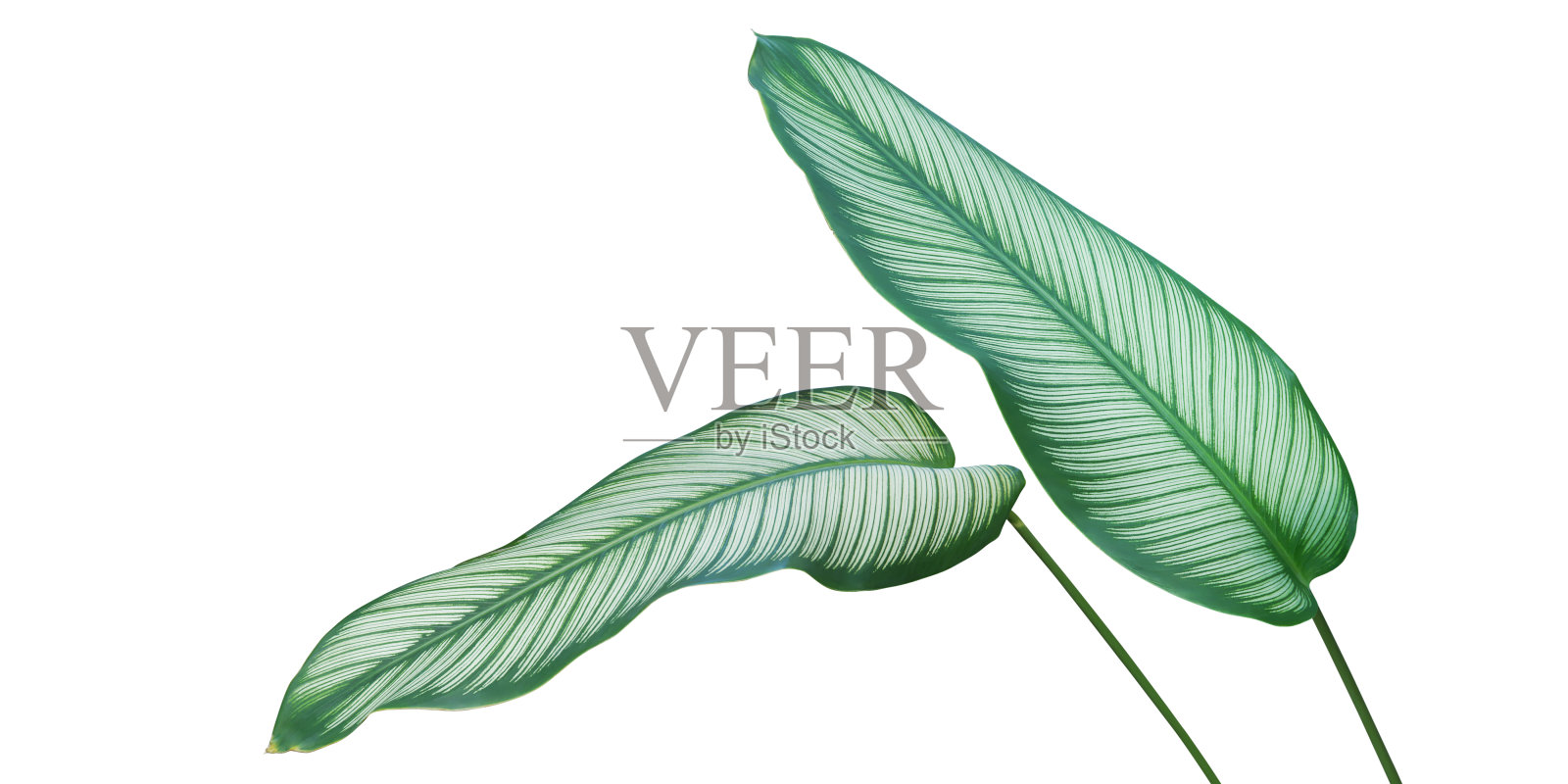 白底剪切路径下的卡拉苔属植物的热带叶片照片摄影图片