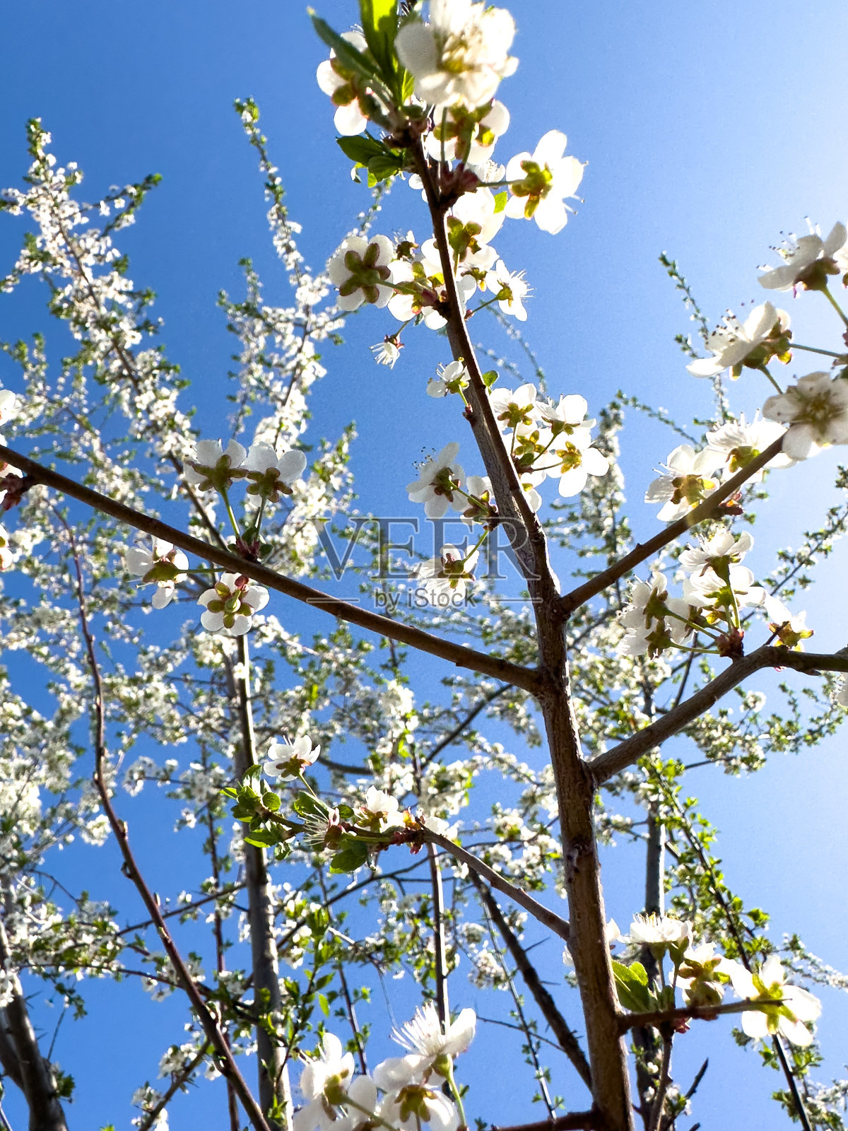 梅花照片摄影图片