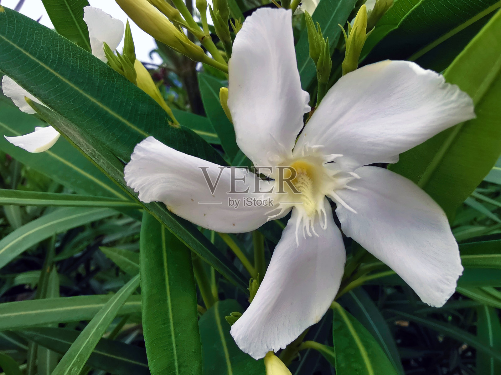 白色夹竹桃花在绿色的背景照片摄影图片