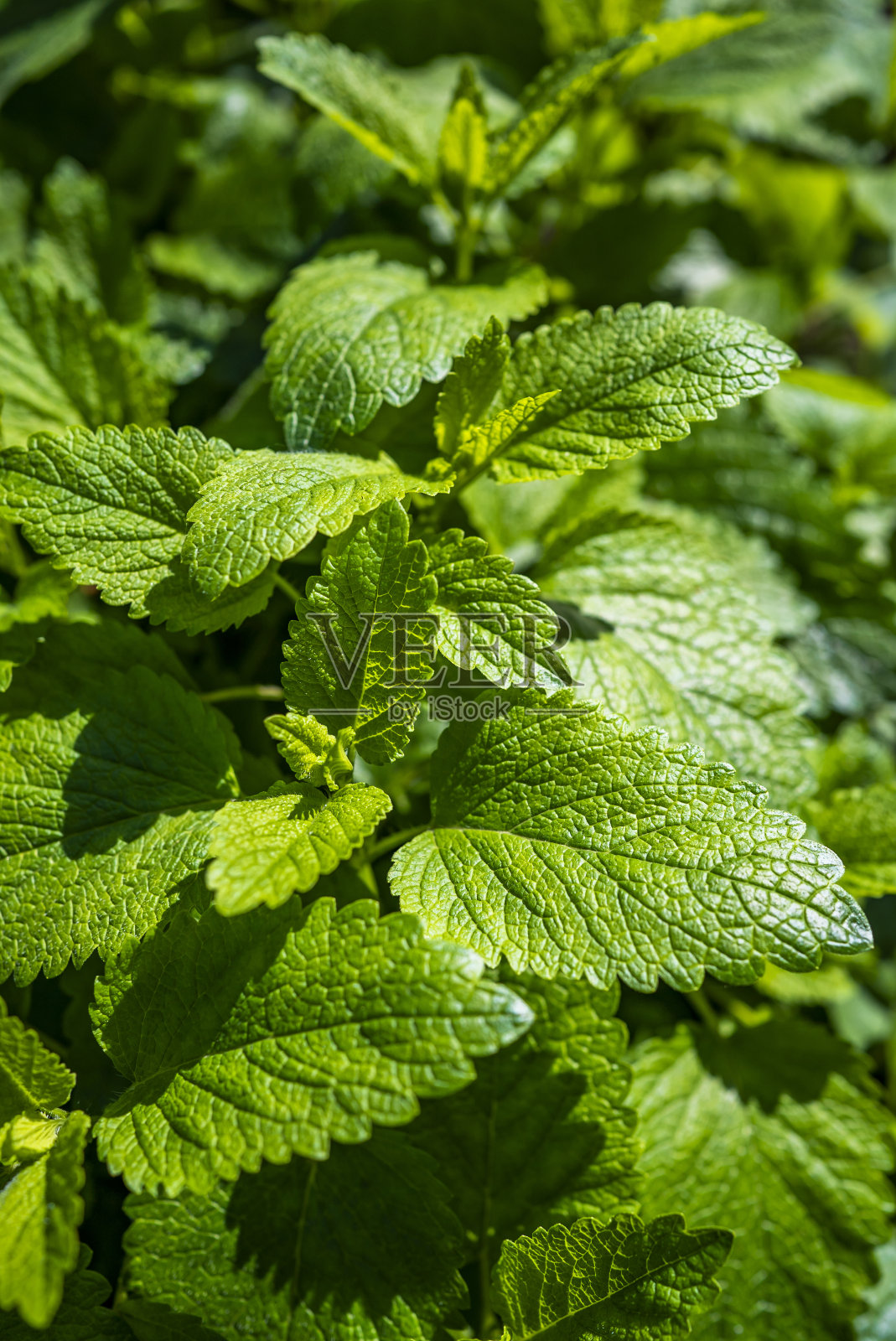 花园里柠檬香蜂草的绿叶。特写镜头。薄荷照片摄影图片