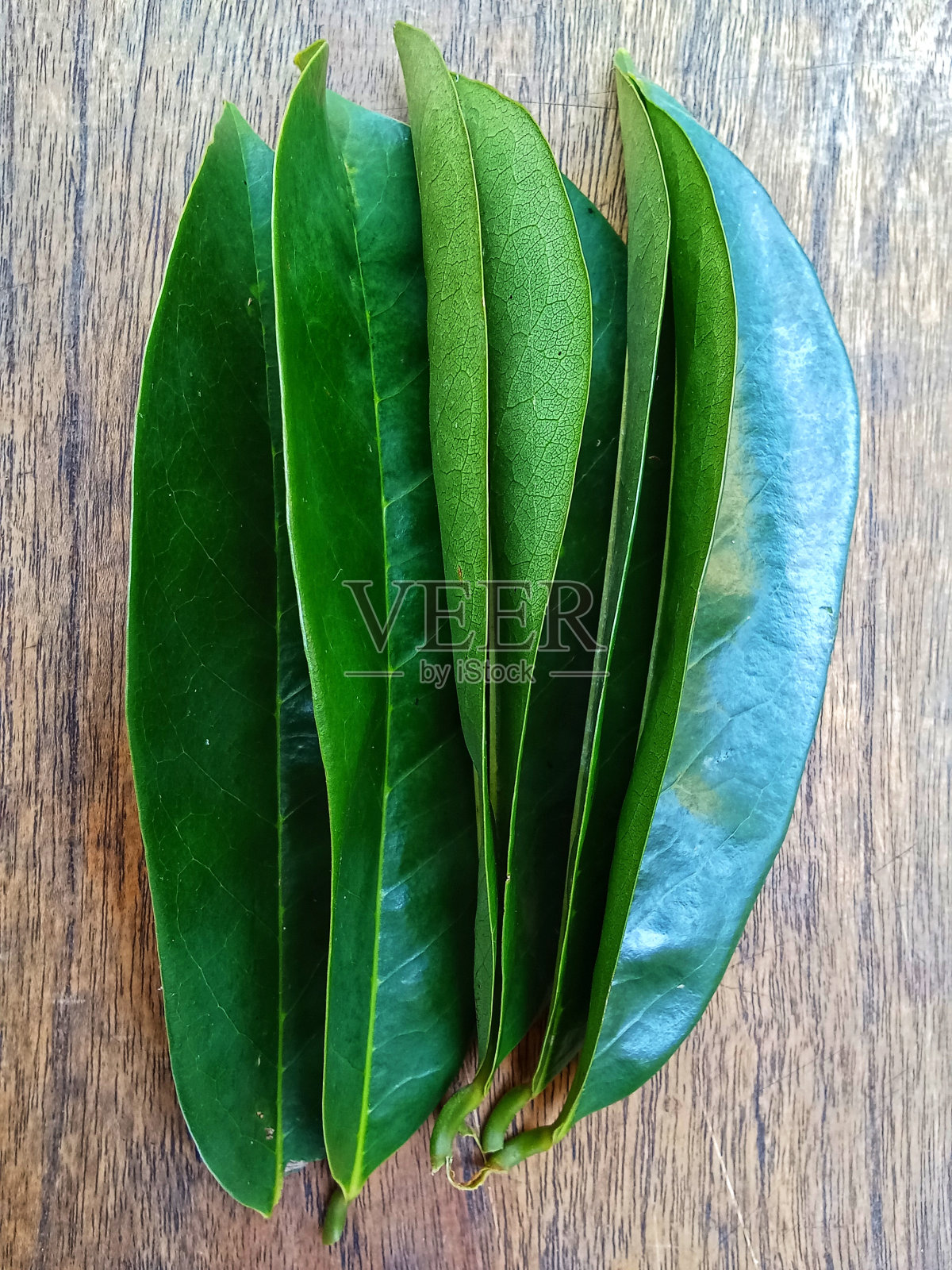 刺果番荔枝叶照片摄影图片