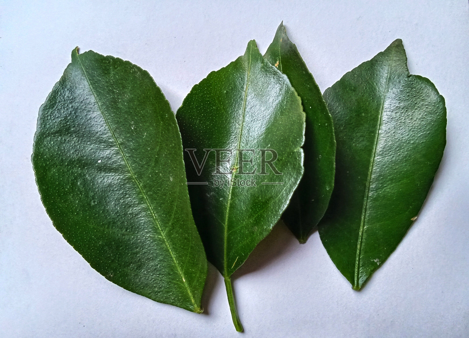 酸橙叶可以用来给食物调味照片摄影图片