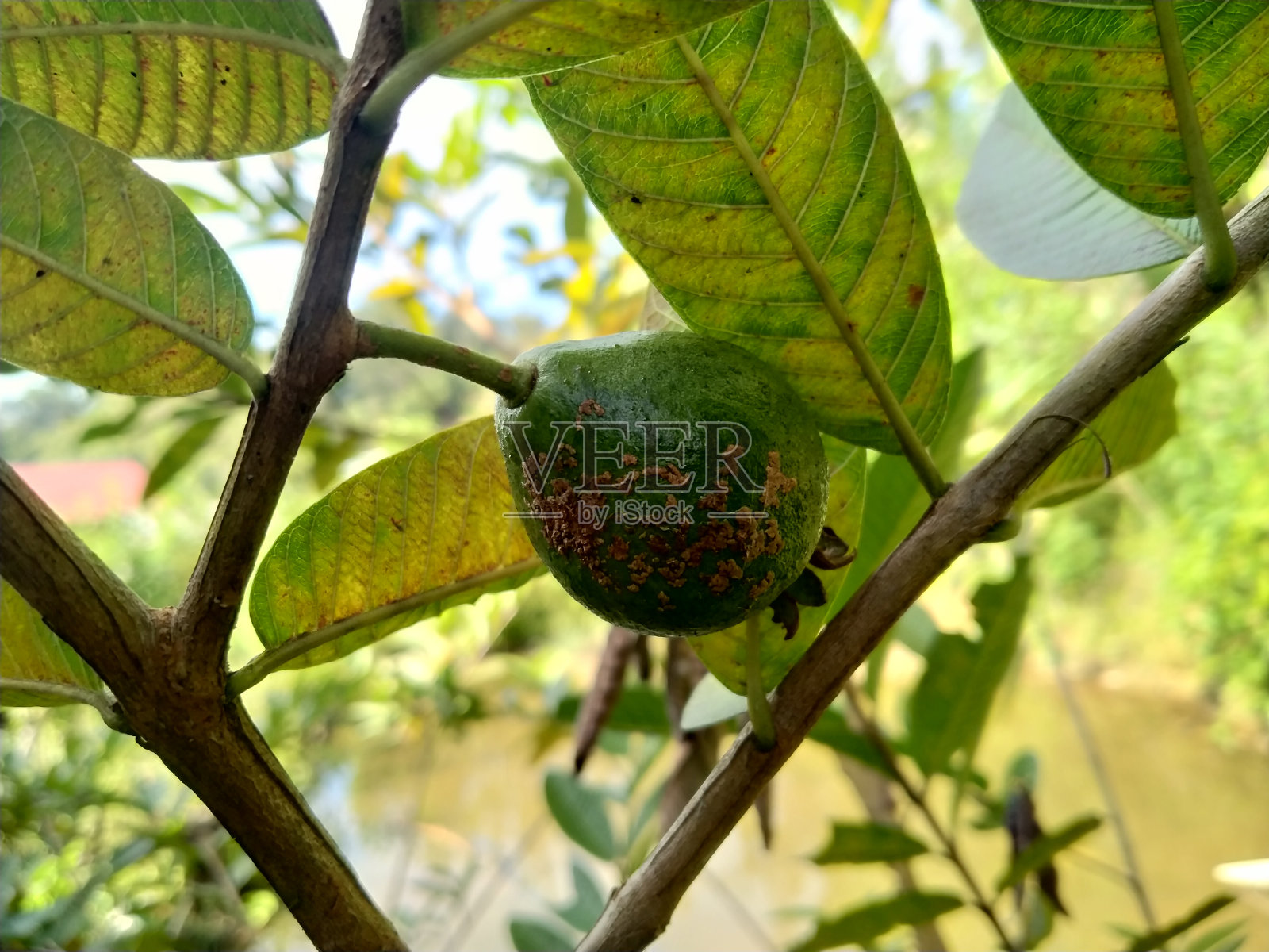 印尼番石榴树上生长的绿色番石榴果实特写照片摄影图片