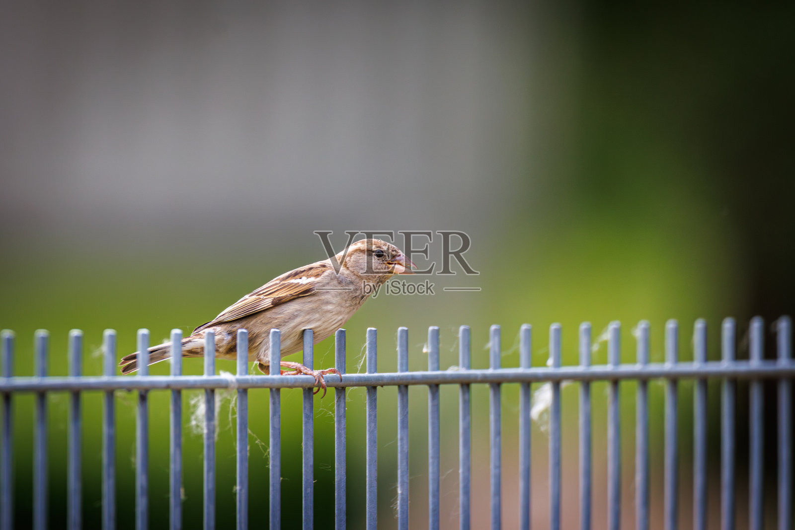 篱笆上麻雀的近照照片摄影图片