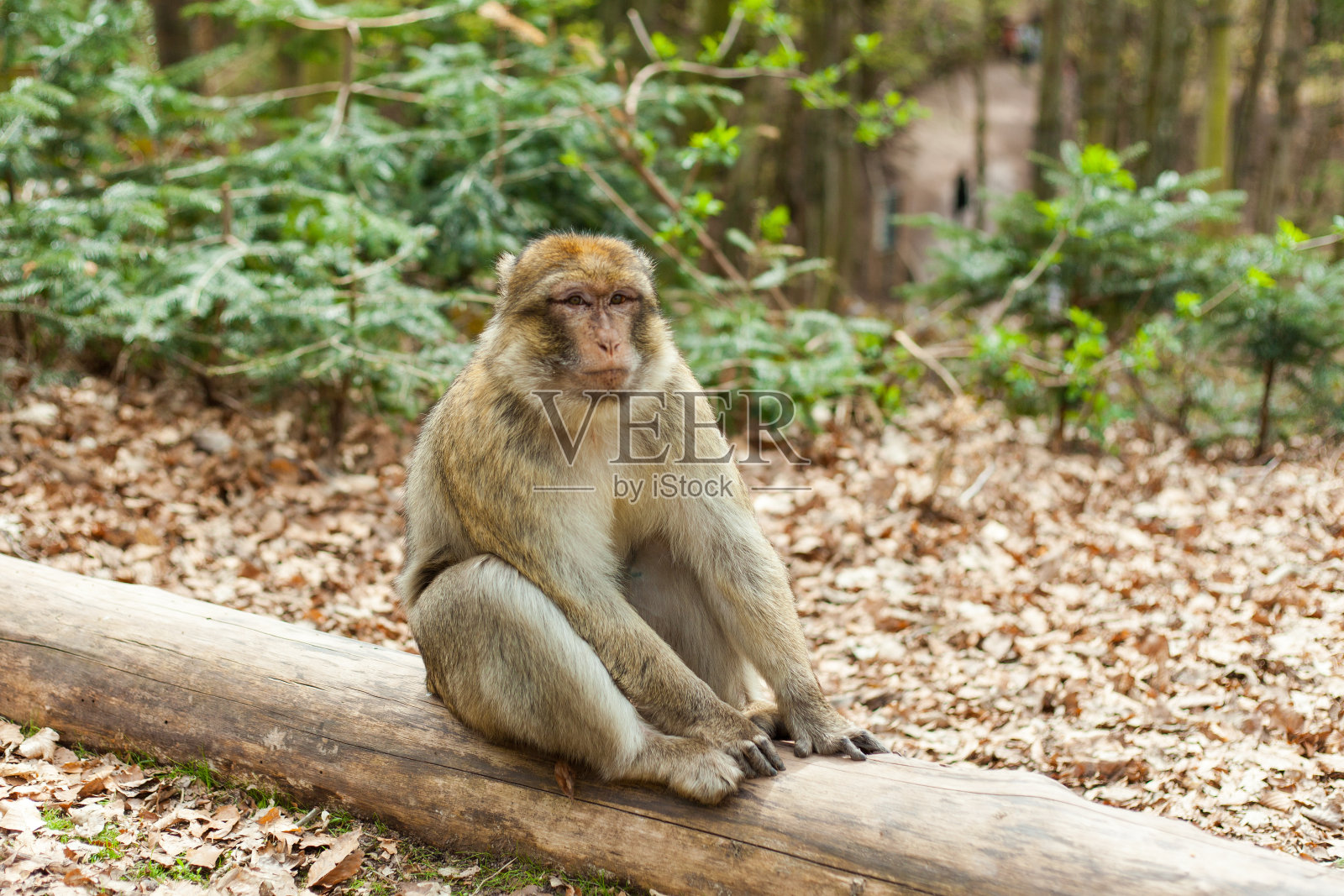 巴巴里猕猴，自然保护区，阿尔萨斯猴山照片摄影图片