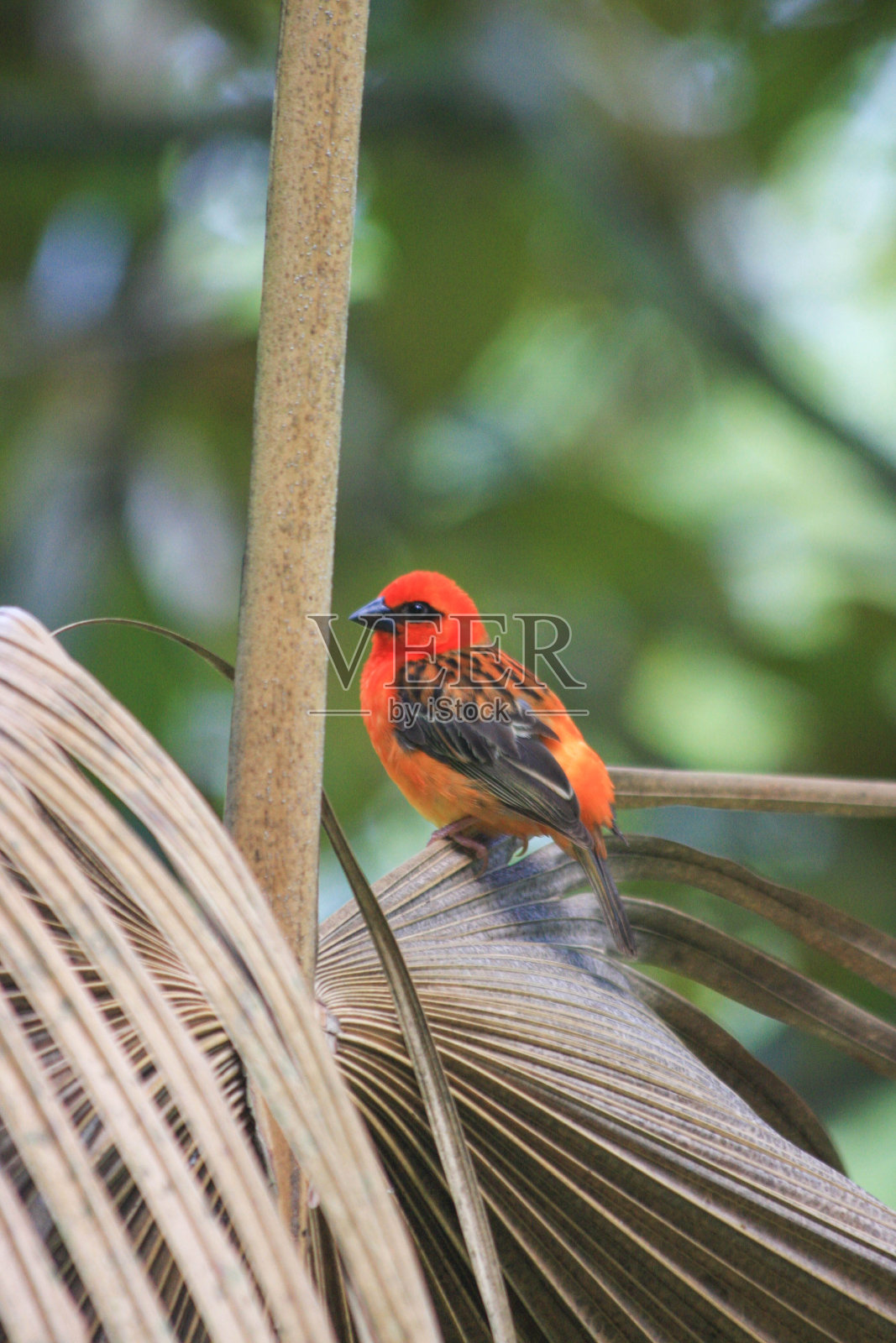 栖息在树叶上的红北美红雀，野生动物，毛里求斯照片摄影图片
