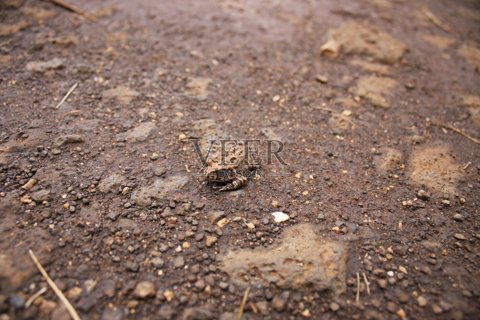 棕蛙伪装在棕土上，野生动物，毛里求斯照片摄影图片