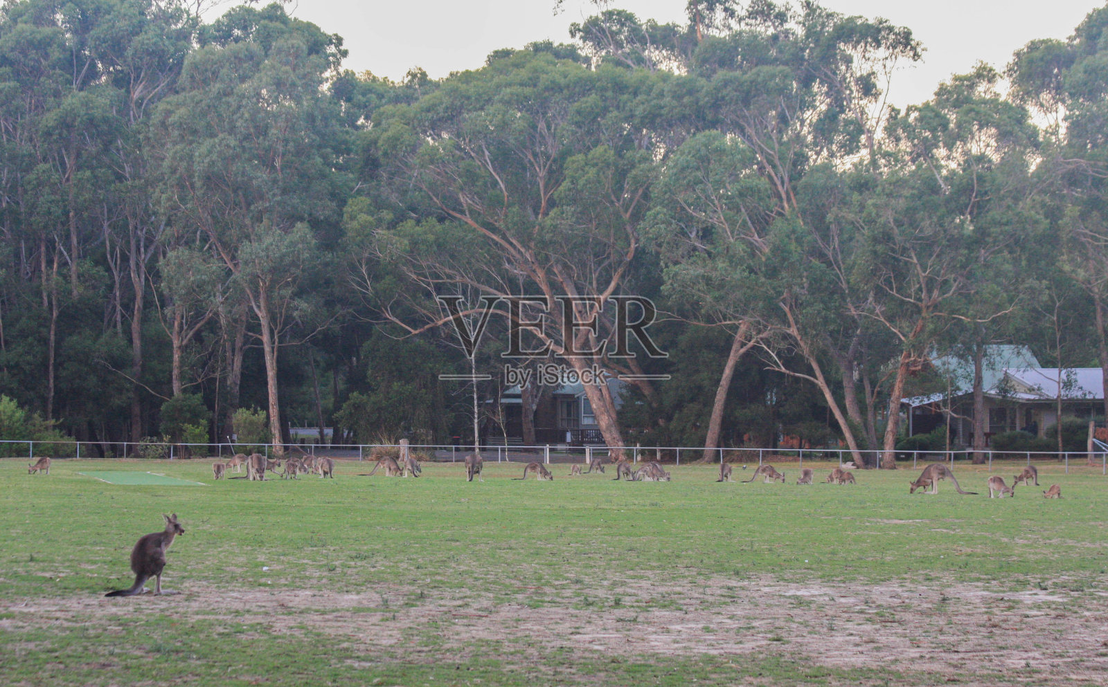 黄昏时分，一大群灰袋鼠站在足球场上，这是野生动物，澳大利亚昆士兰照片摄影图片