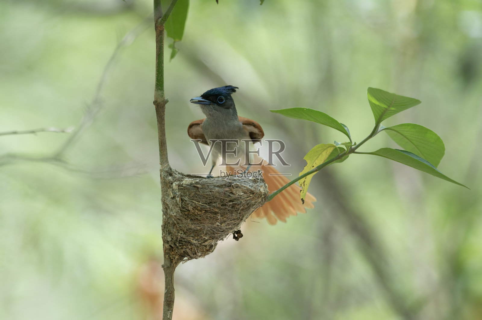 带巢的印度天堂捕蝇鸟照片摄影图片