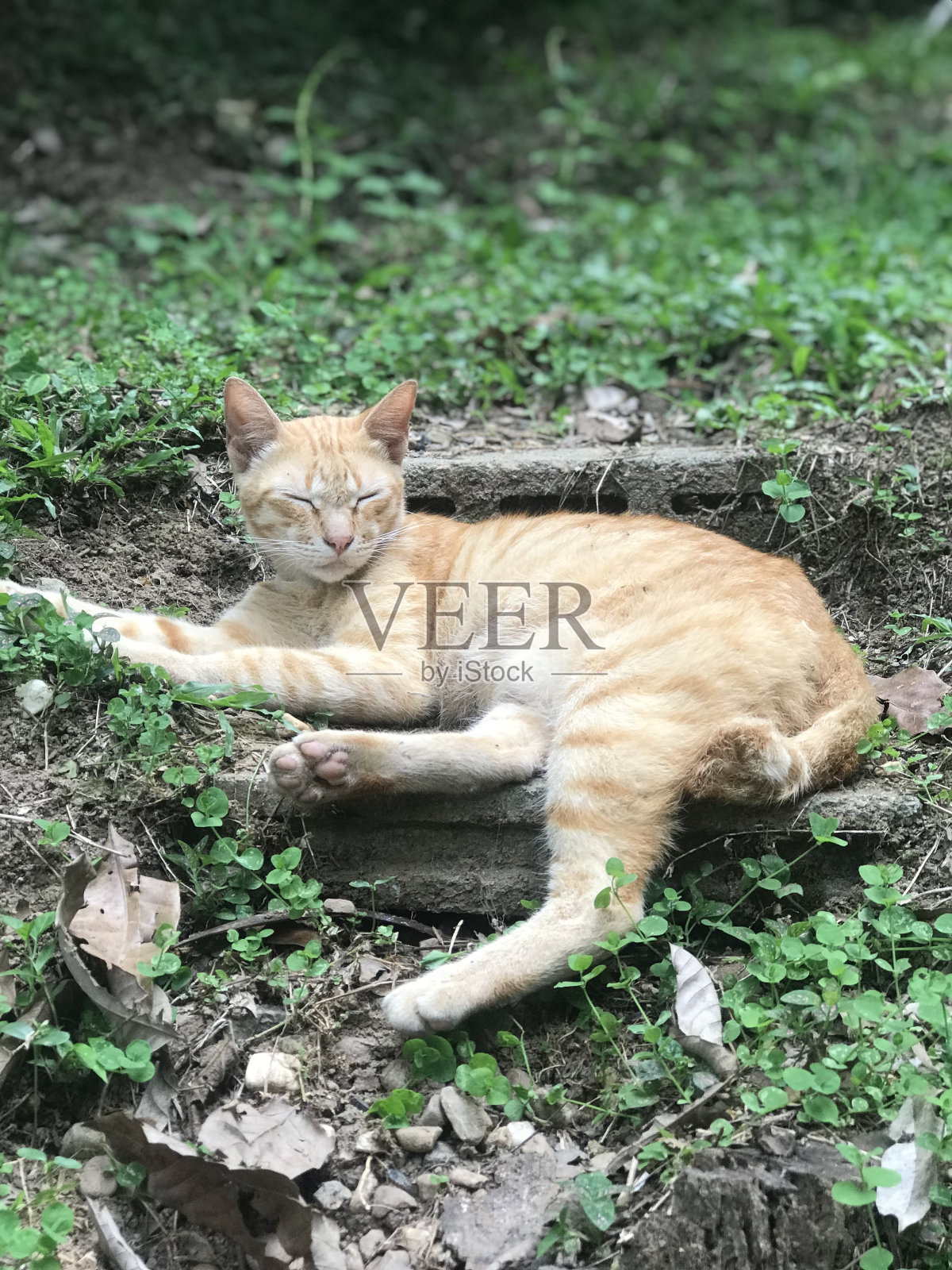 姜花斑猫照片摄影图片