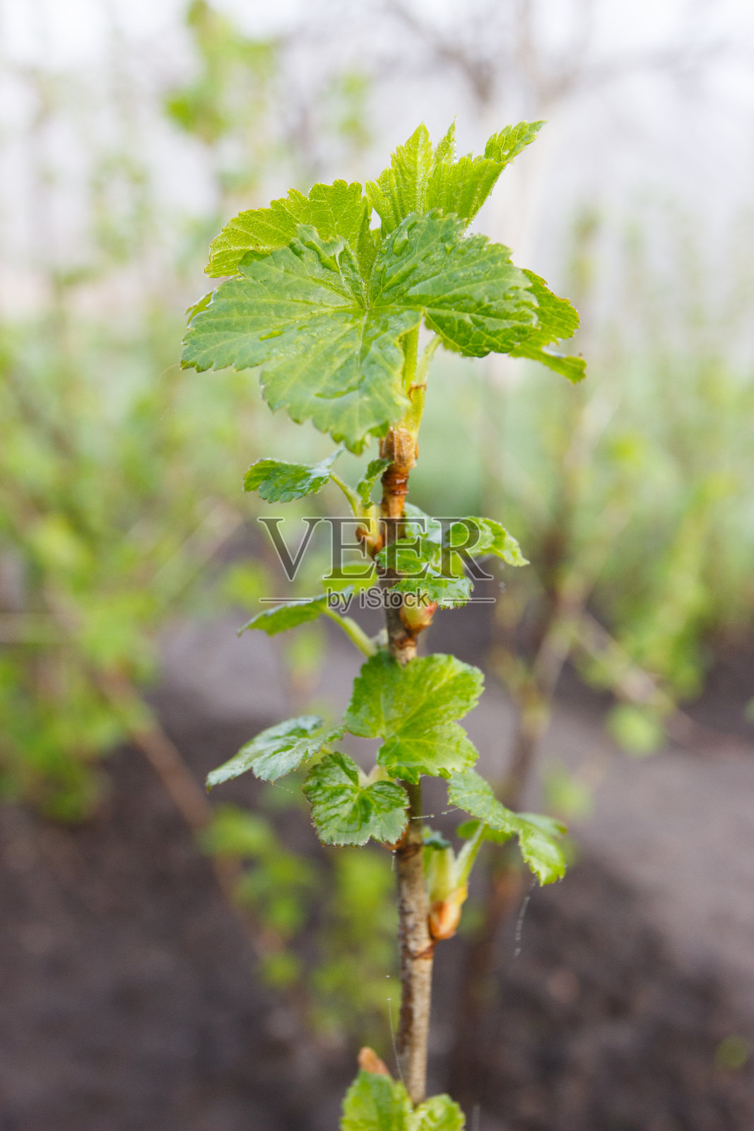 春天，带着嫩叶的醋栗浆果丛照片摄影图片