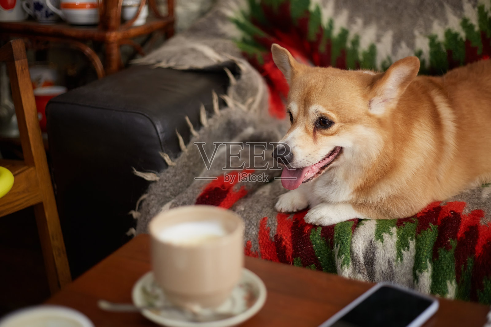 可爱的小柯基躺在咖啡馆的沙发上。可爱的棕色彭布罗克威尔士柯基小狗在室内的沙发上休息照片摄影图片