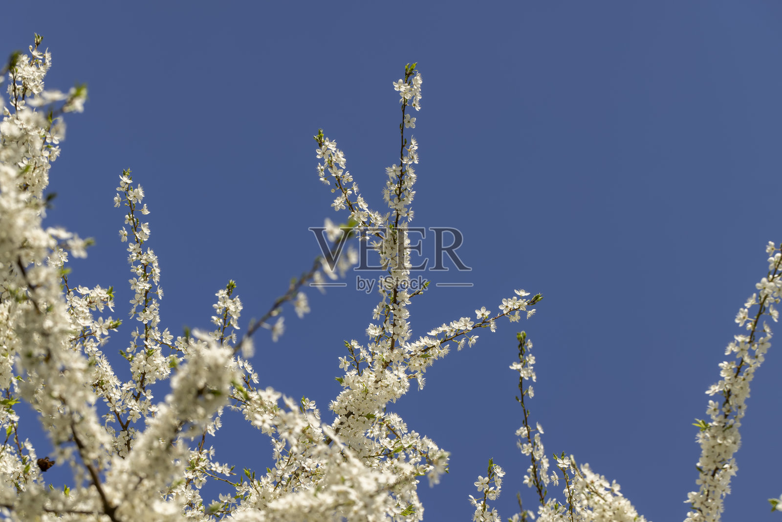 洁白的樱花在春暖花开的季节，美丽的樱花照片摄影图片