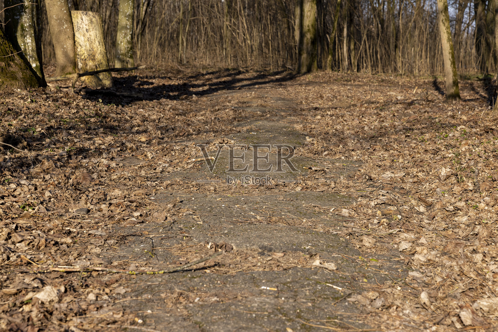 早春阳光明媚，光秃秃的树木照片摄影图片