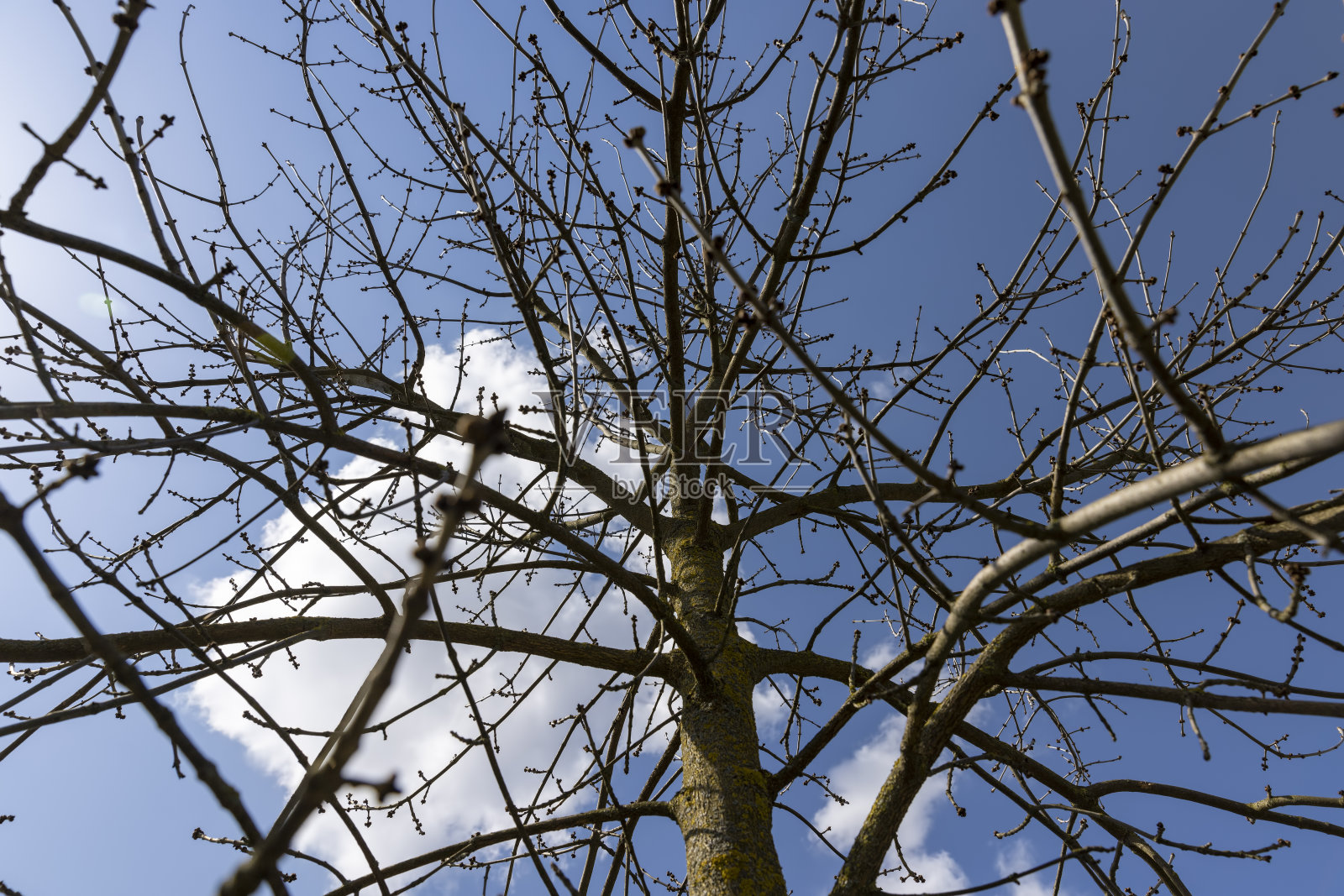 在初春阳光明媚的天气里，一棵年轻的白蜡树照片摄影图片