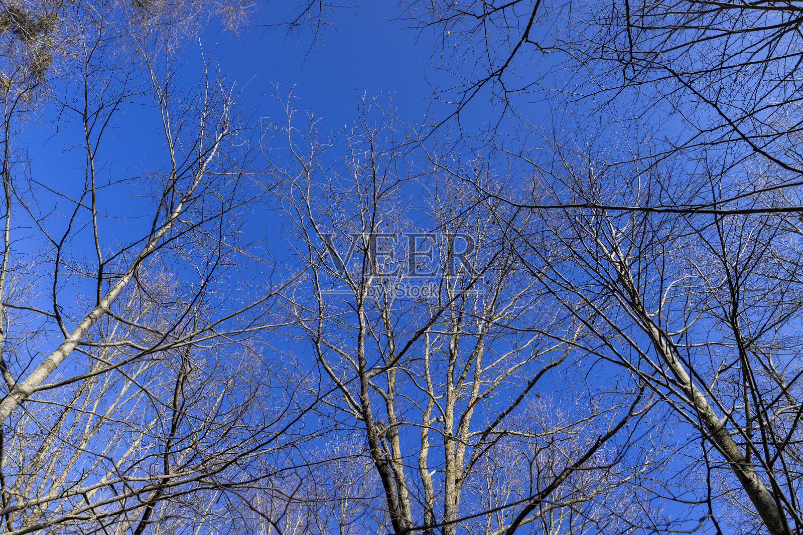 光秃秃的白桦树在春天阳光明媚的天气里照片摄影图片
