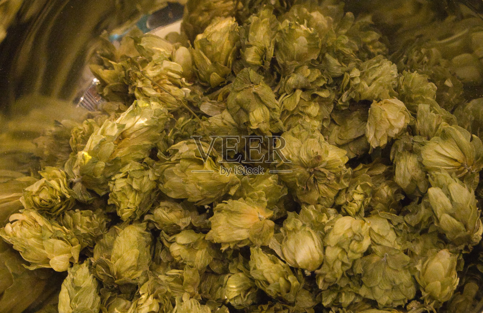 啤酒花用于酿造啤酒的啤酒花照片摄影图片