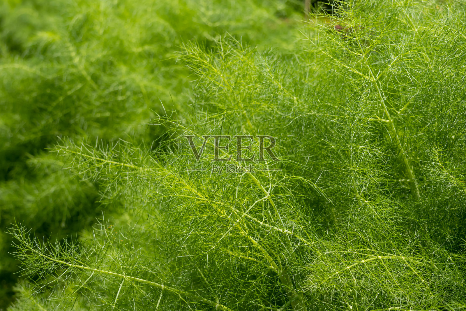 草茴香照片摄影图片