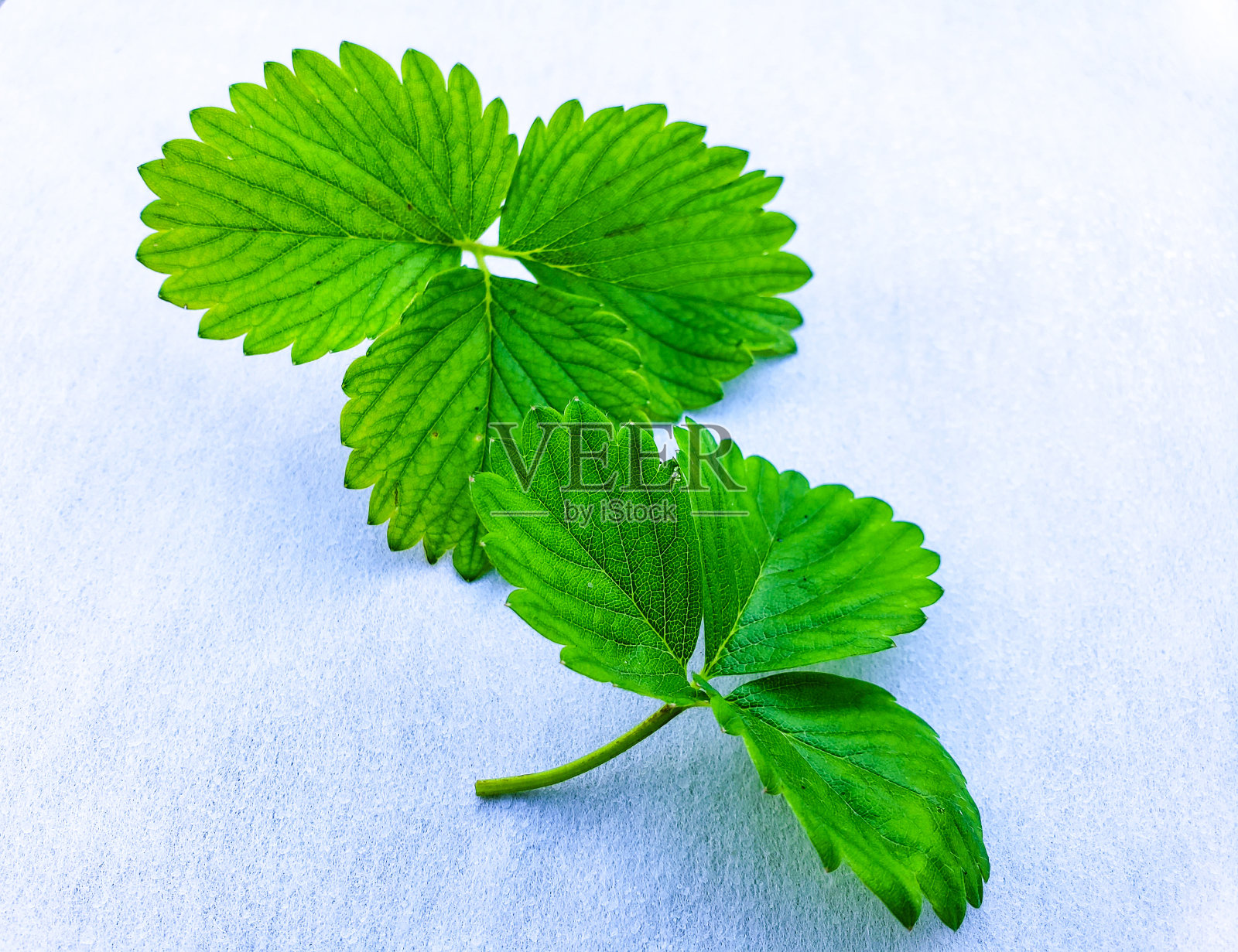 白色背景上的绿叶。草莓绿叶。照片摄影图片