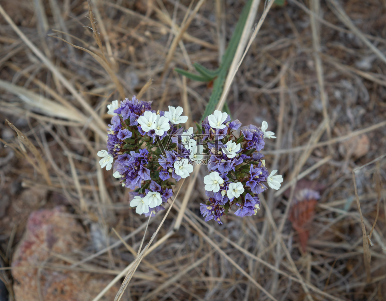 丁香和白色的花照片摄影图片