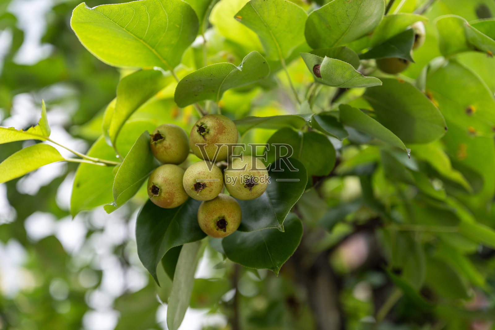 果园里梨树上的绿梨特写照片摄影图片